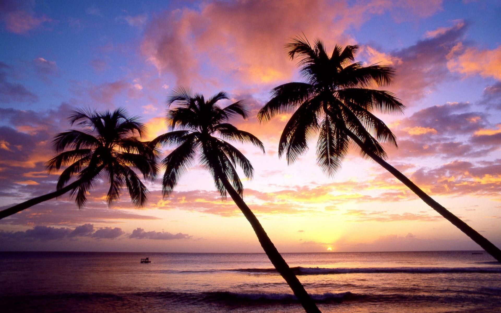 Palm tree harmony, Nature's canvas, Tropical aura, Wallpaper perfection, 1920x1200 HD Desktop