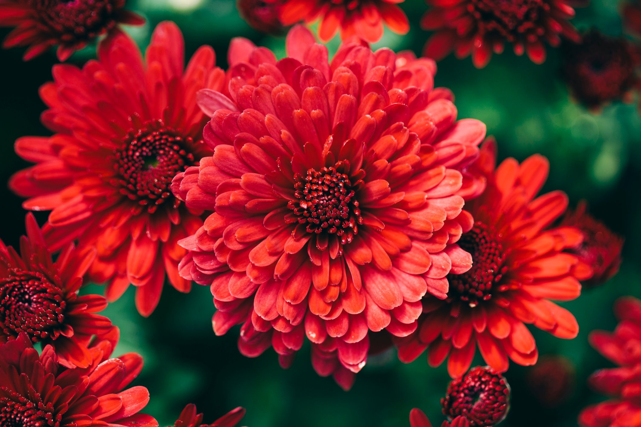 Red chrysanthemum blooms, Chrysanthemum flower petals, Dark green foliage, HD Desktop wallpaper