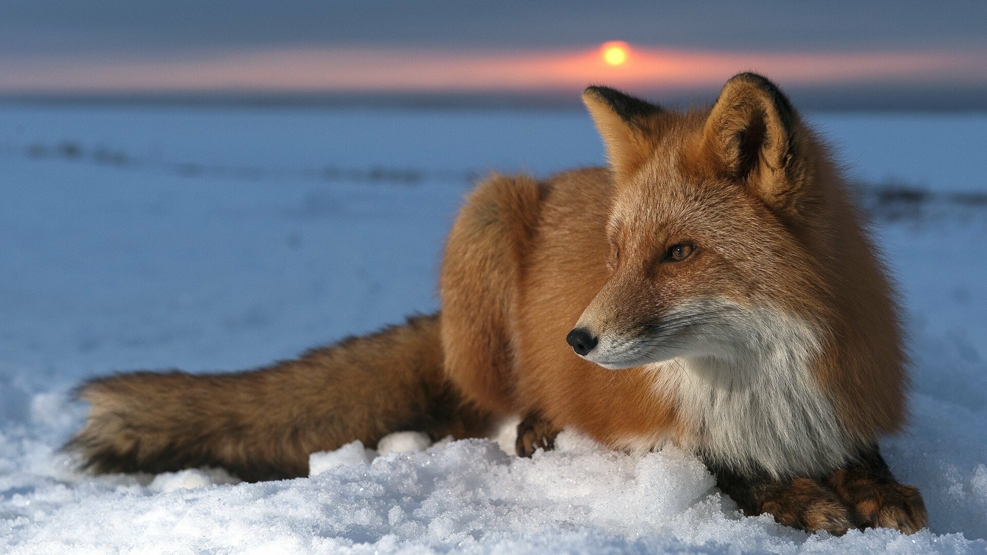 Sunset, Foxes Wallpaper, 1920x1080 Full HD Desktop