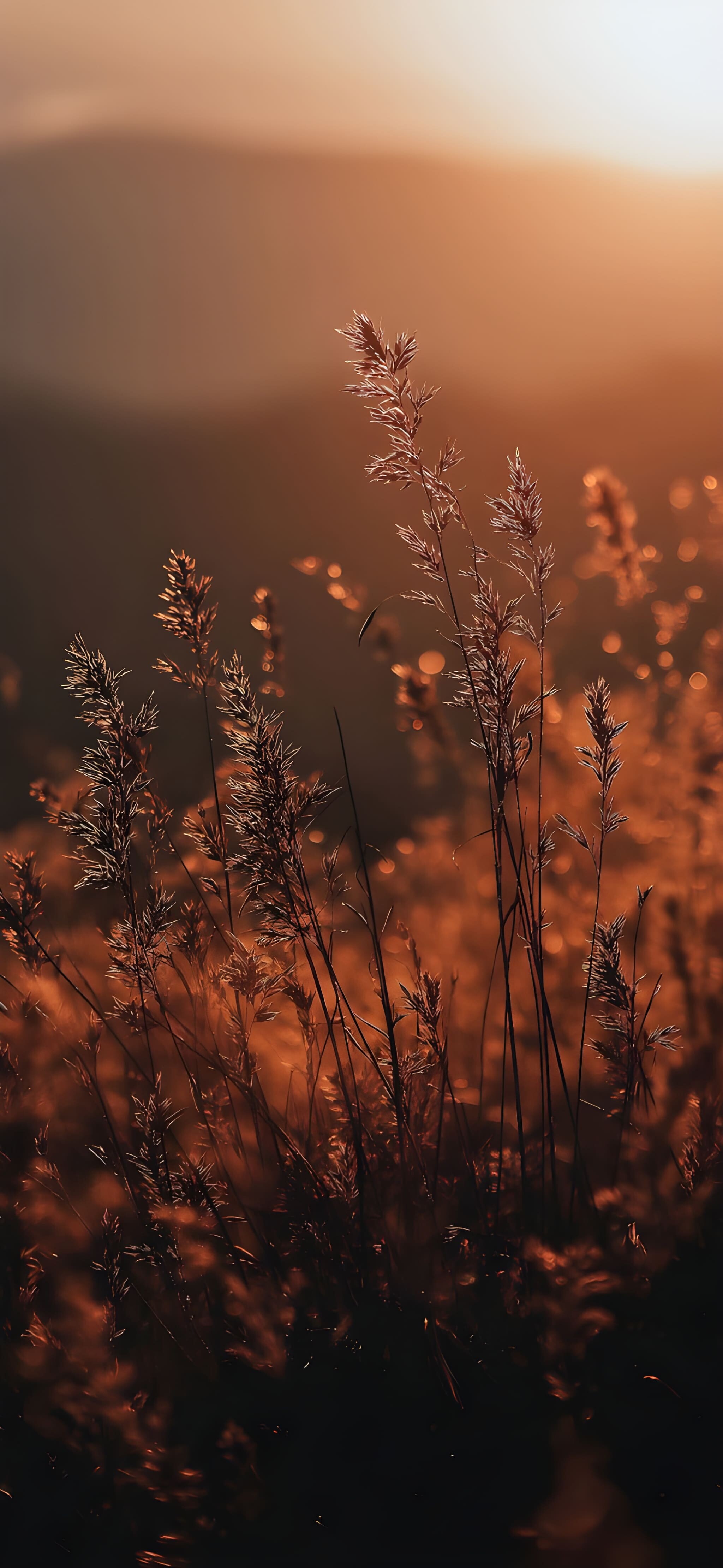 2050x4440 Phone Wallpaper