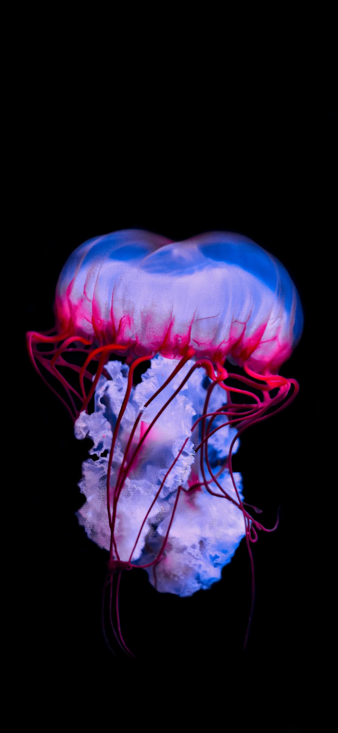 Marvelous creatures, Ramoled backgrounds, Mesmerizing jellyfish, Earth's beauty, 1440x3120 HD Phone