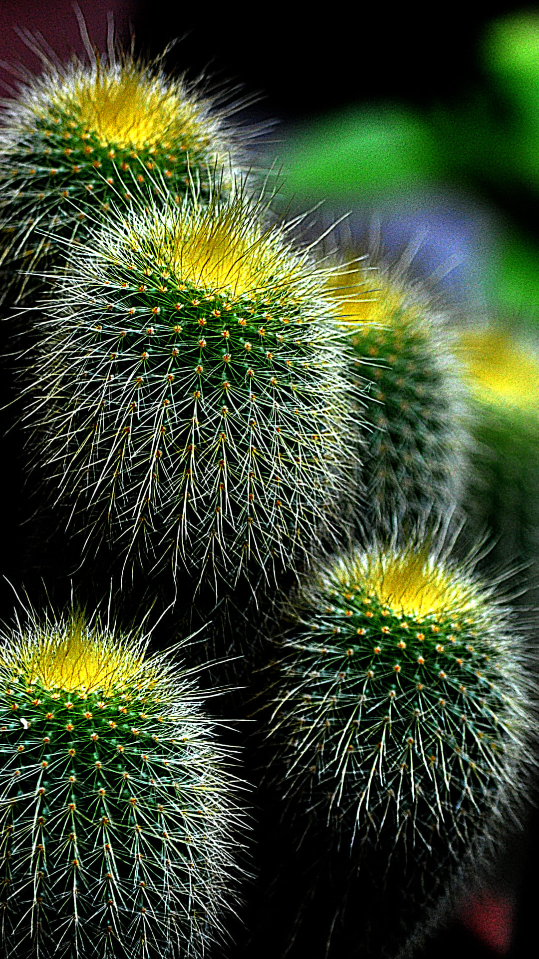 iPhone wallpaper heaven, Cactus delight, Phone screen art, Wallpaper beauty, 1080x1920 Full HD Phone