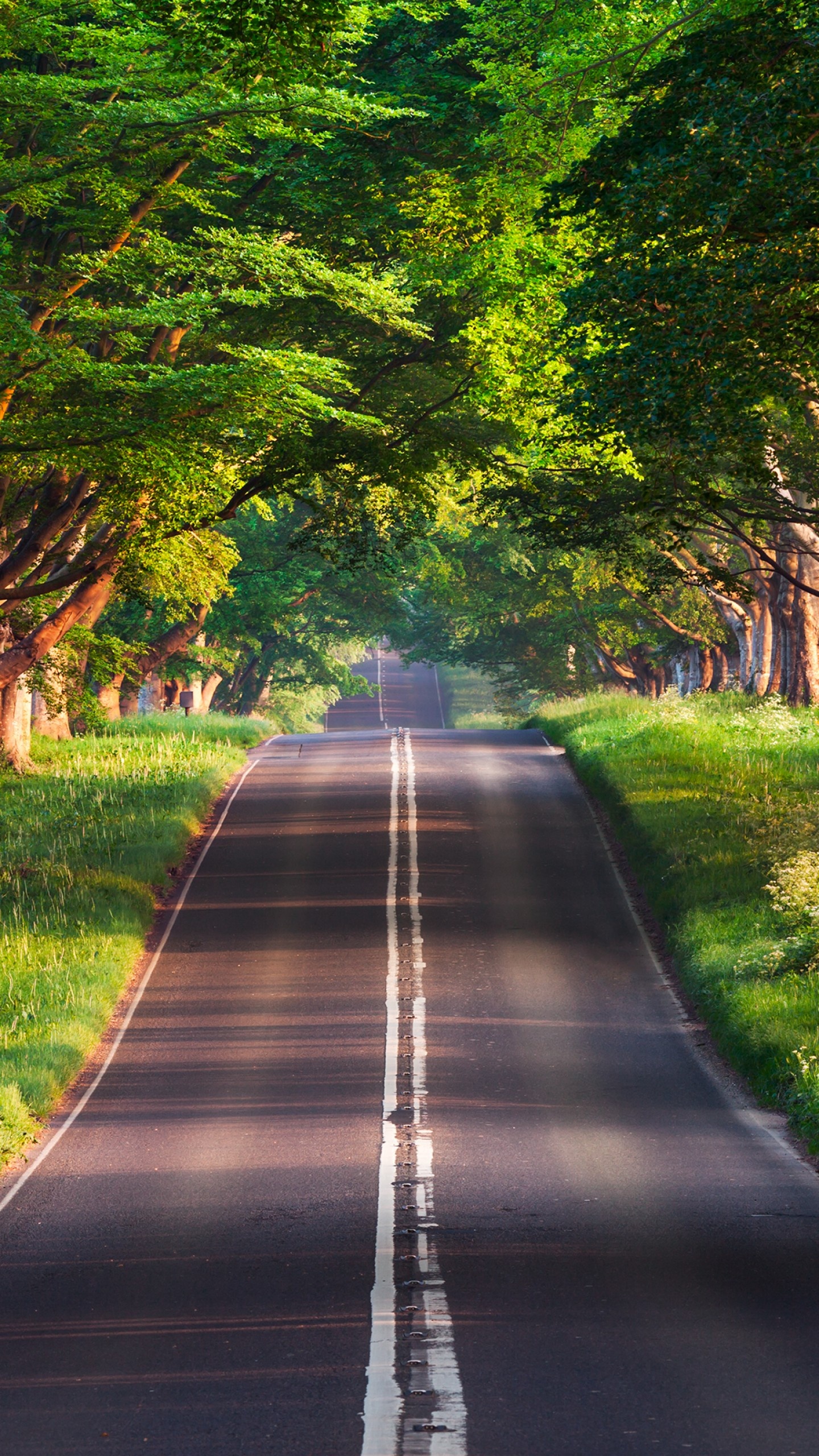 Kingston Lacy beech avenue, undulating asphalt road, sunlit tree canopy tunnel, HD Phone wallpaper