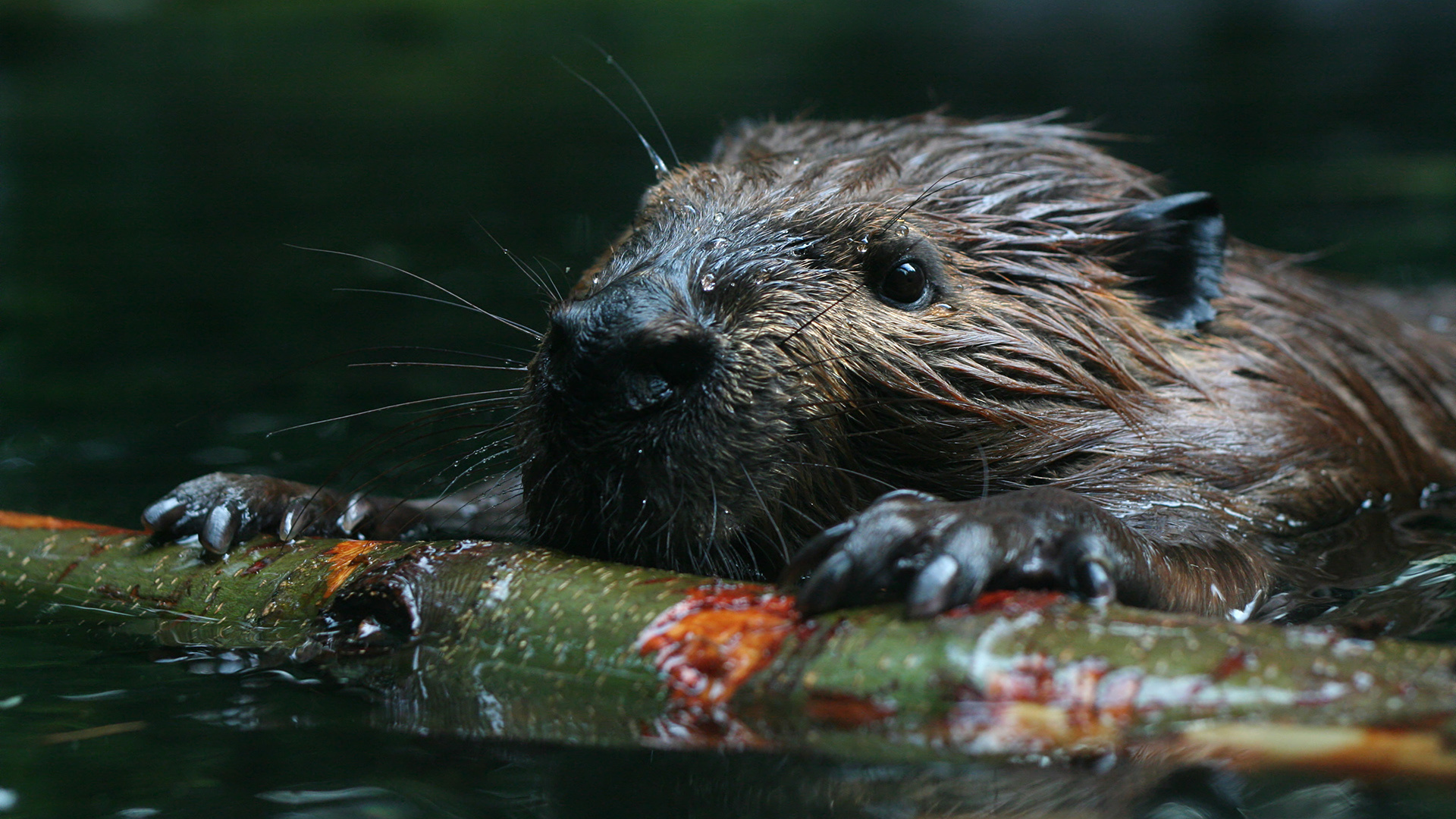 Beaver, Only beaver species in China, 1920x1080 Full HD Desktop