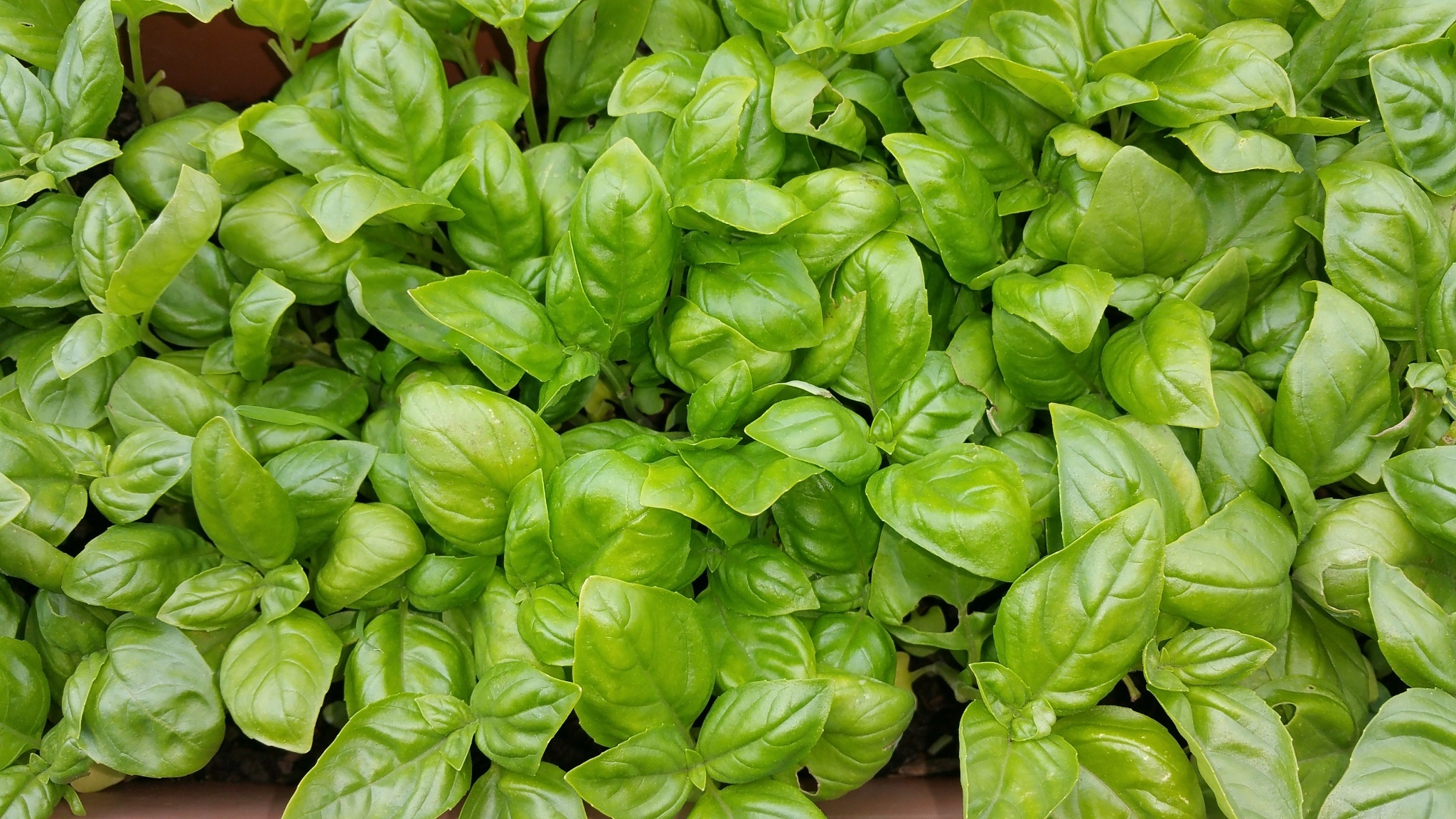 Summer food, Green herb, Produce kitchen, Basil pesto, 2050x1160 HD Desktop