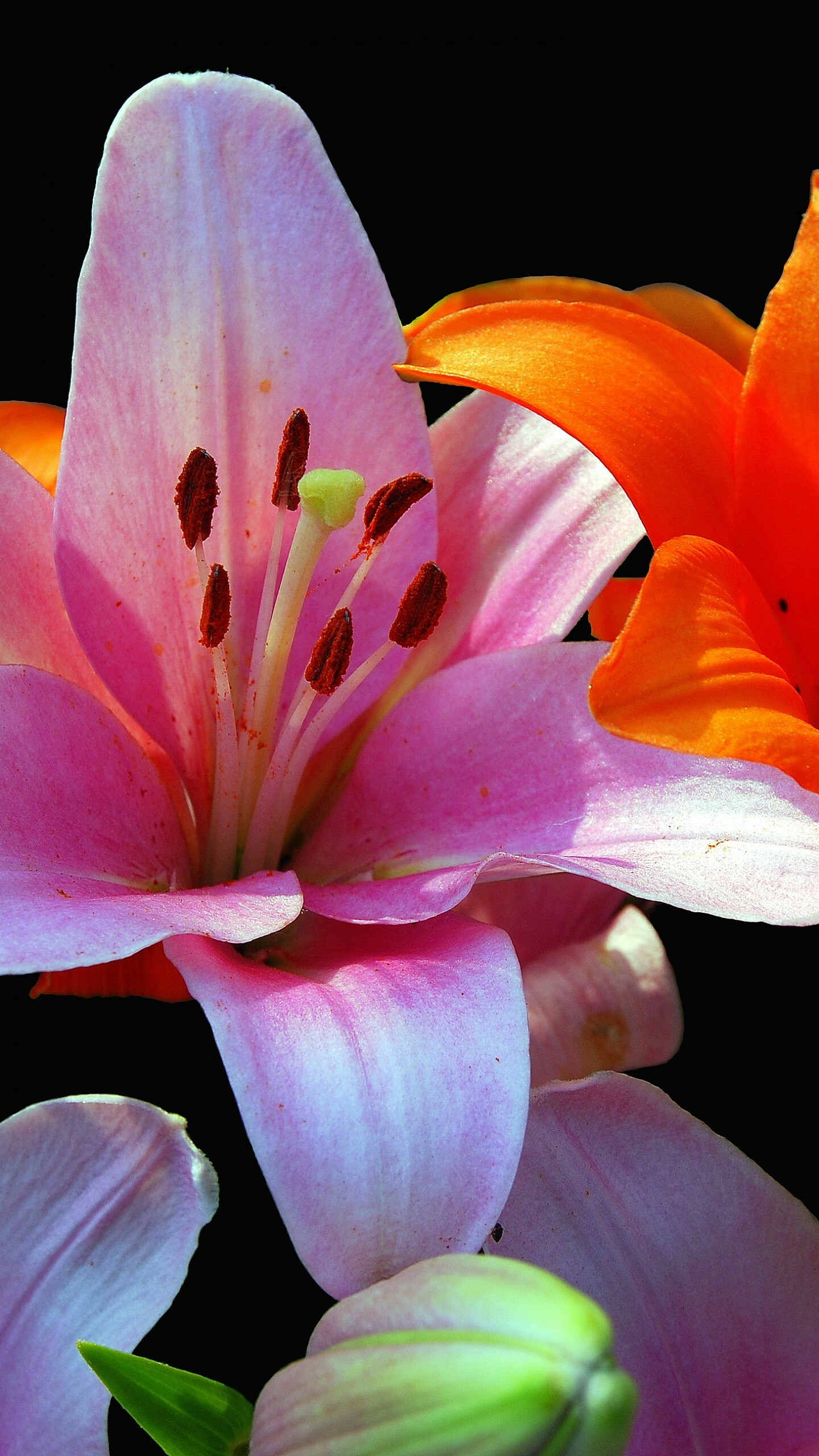 Lily flowers wallpapers, Michelle Tremblay, Vibrant and colorful, Nature, 1440x2560 HD Phone