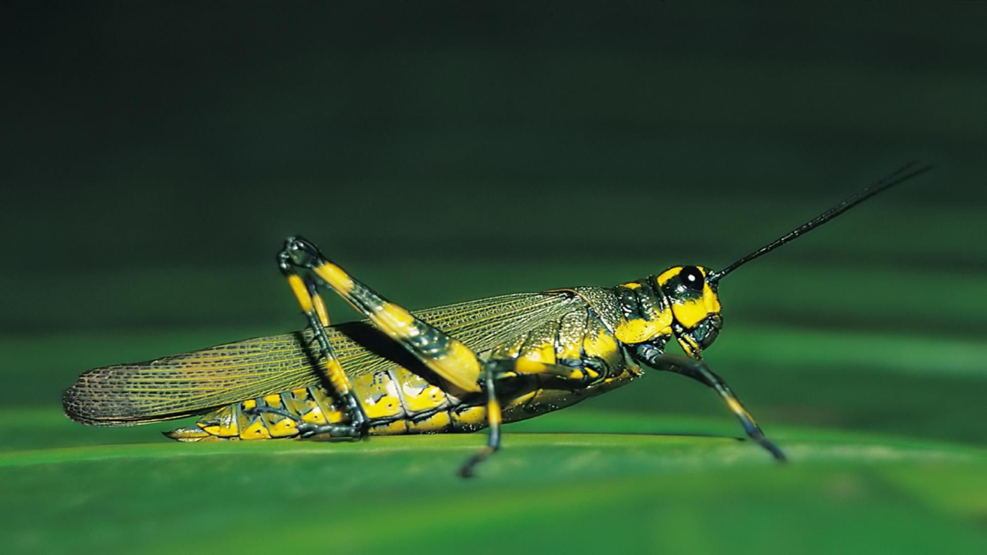 Grasshopper, Wildlife, Backgrounds, HD, 1920x1080 Full HD Desktop