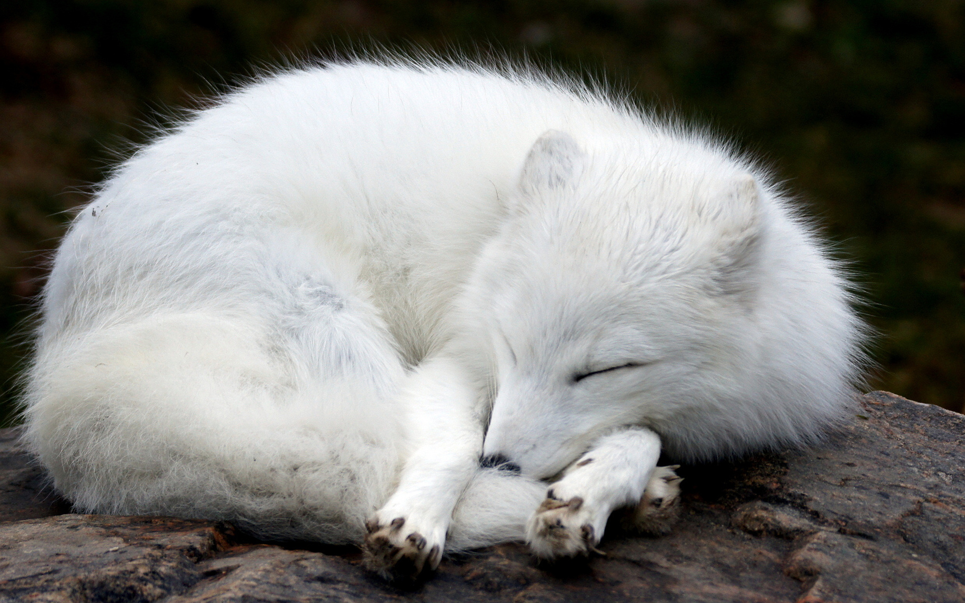 110 Wallpapers, Arctic Fox, 1920x1200 HD Desktop