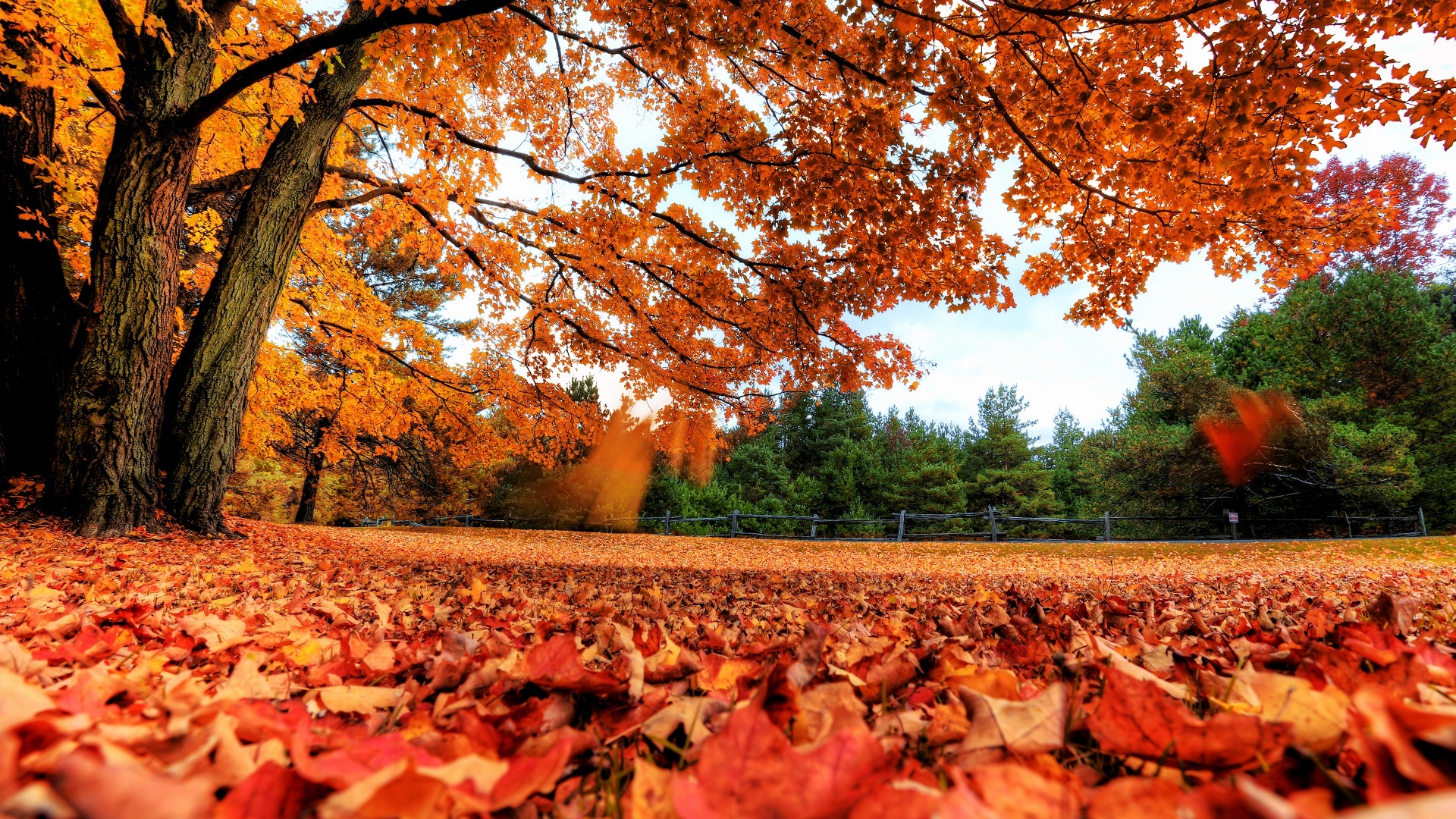 Nature's masterpiece, Maple tree wallpaper, HD image, Aesthetic background, 1920x1080 Full HD Desktop