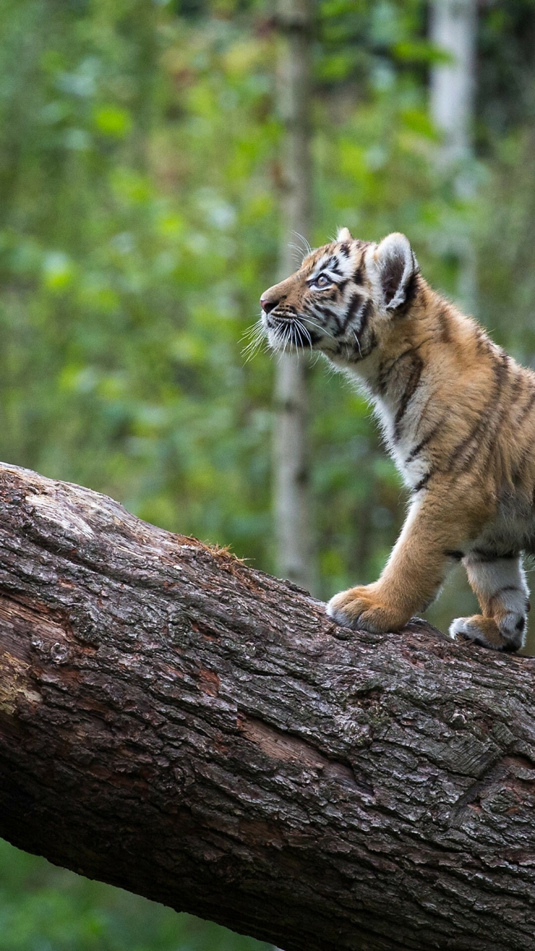 Baby tiger exploring, Natural habitat, Forest wanderings, Untamed predator, 1080x1920 Full HD Phone