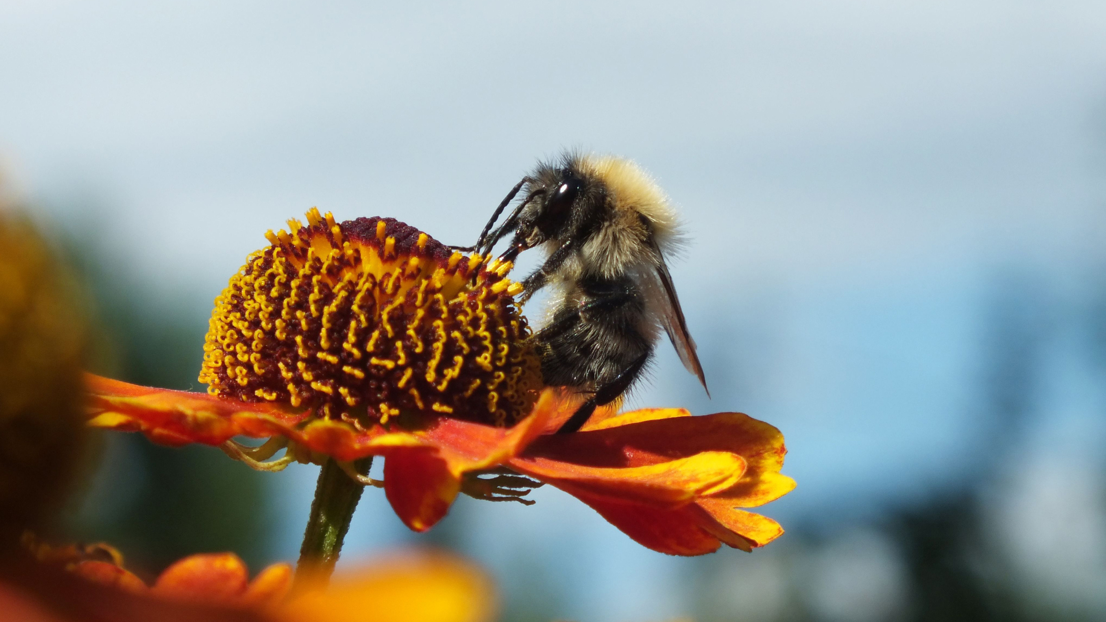 Orange flower, Bee's paradise, Animal wallpaper, Nature's visitor, 3840x2160 4K Desktop