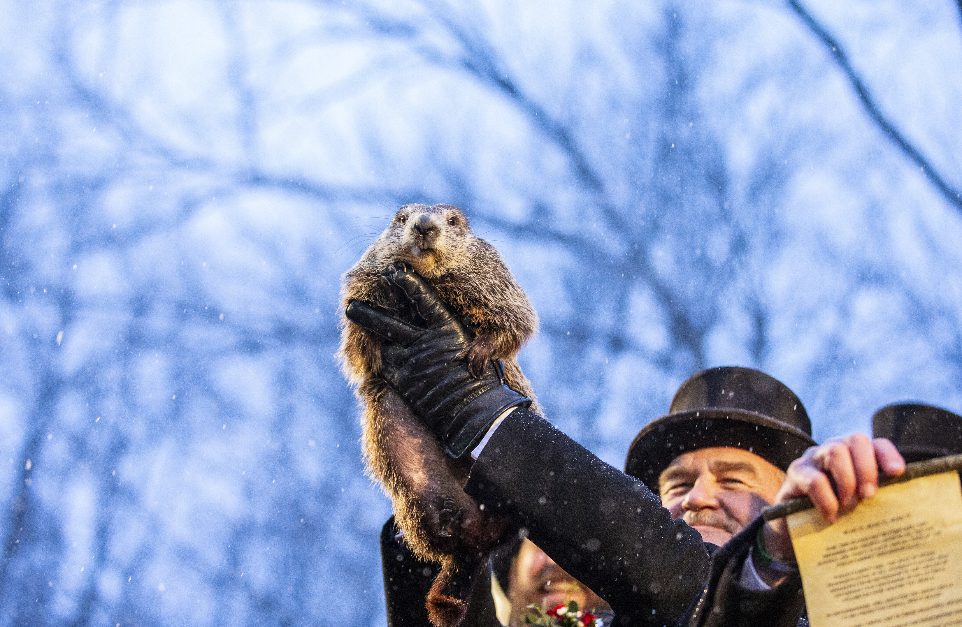 Punxsutawney Phil, Groundhog Day Wallpaper, 3300x2160 HD Desktop