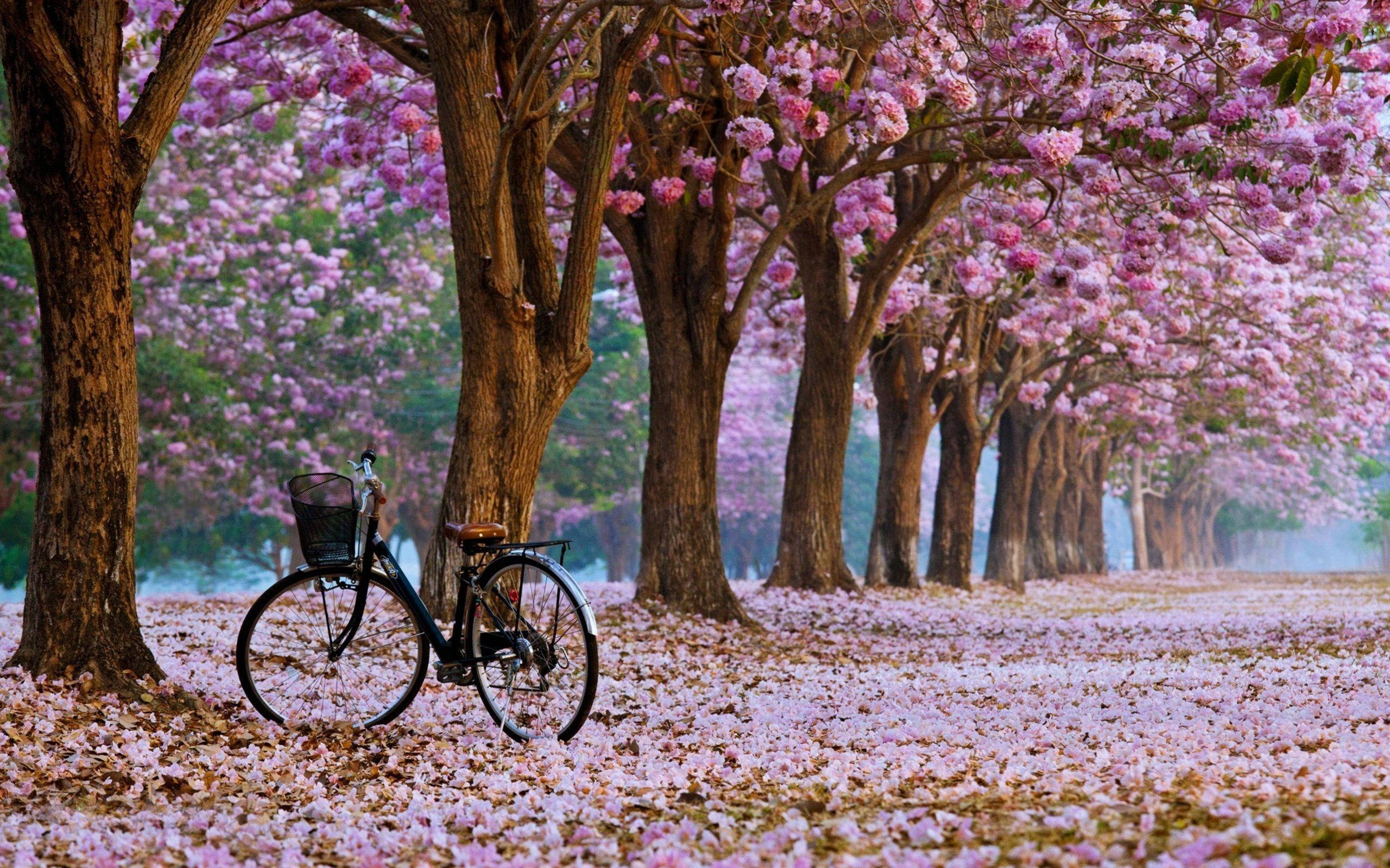 Pink trumpet tree avenue, Bicycle with front basket, Fallen blossom petal carpet, HD Desktop wallpaper