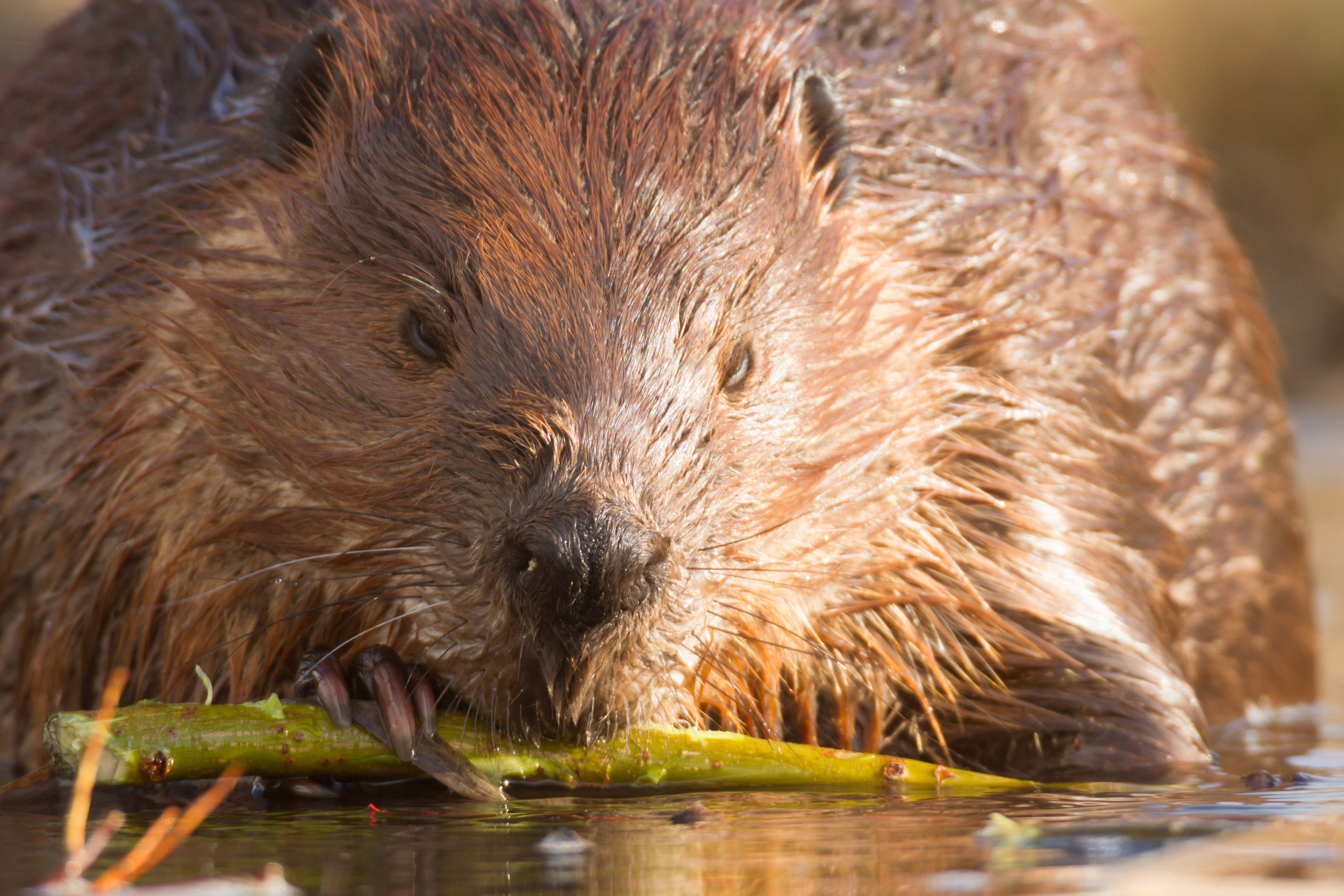 Beaver solutions, Land conservation, Habitat restoration, Wildlife protection, 2500x1670 HD Desktop