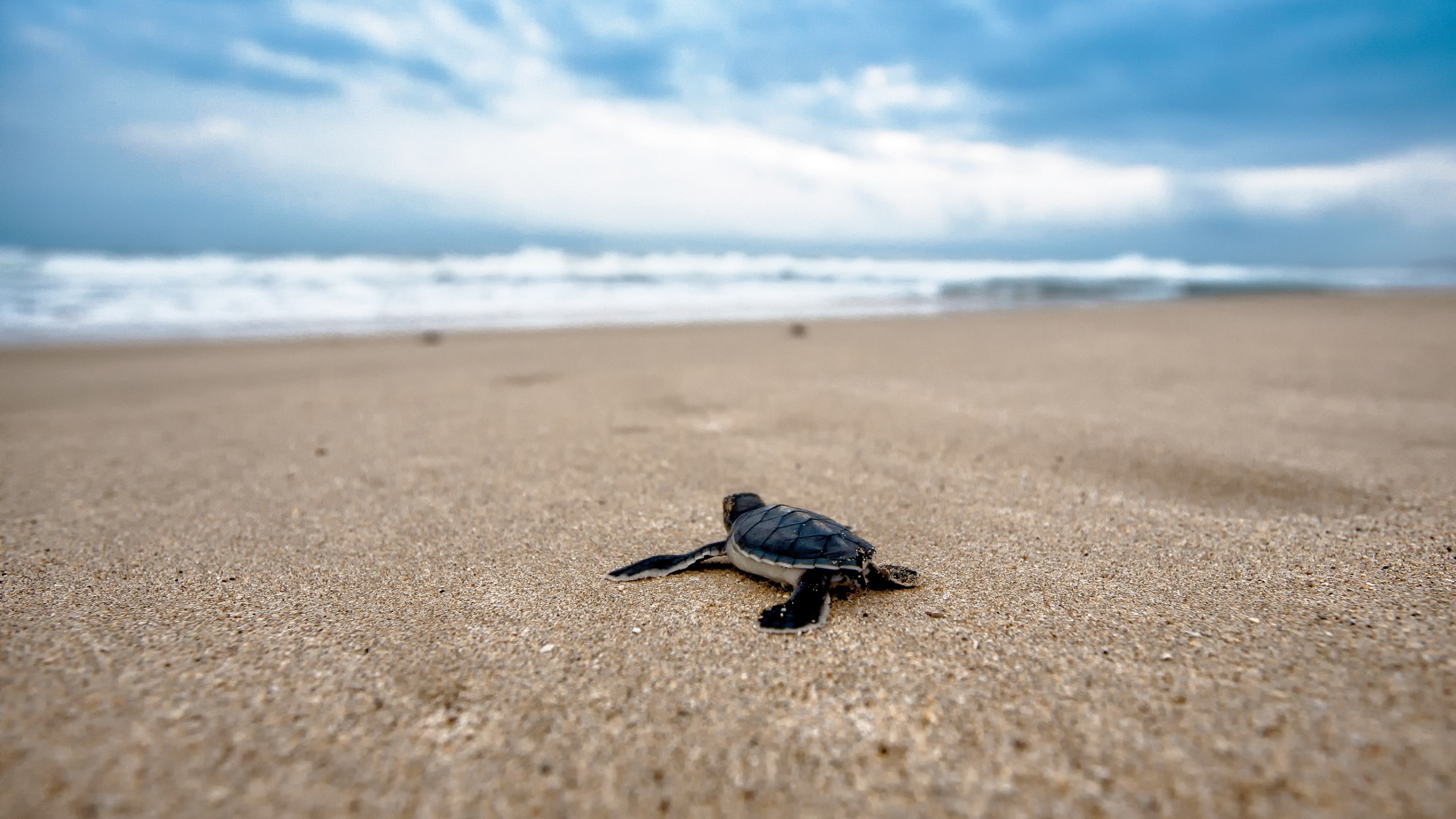 Baby turtle, Turtles Wallpaper, 3840x2160 4K Desktop