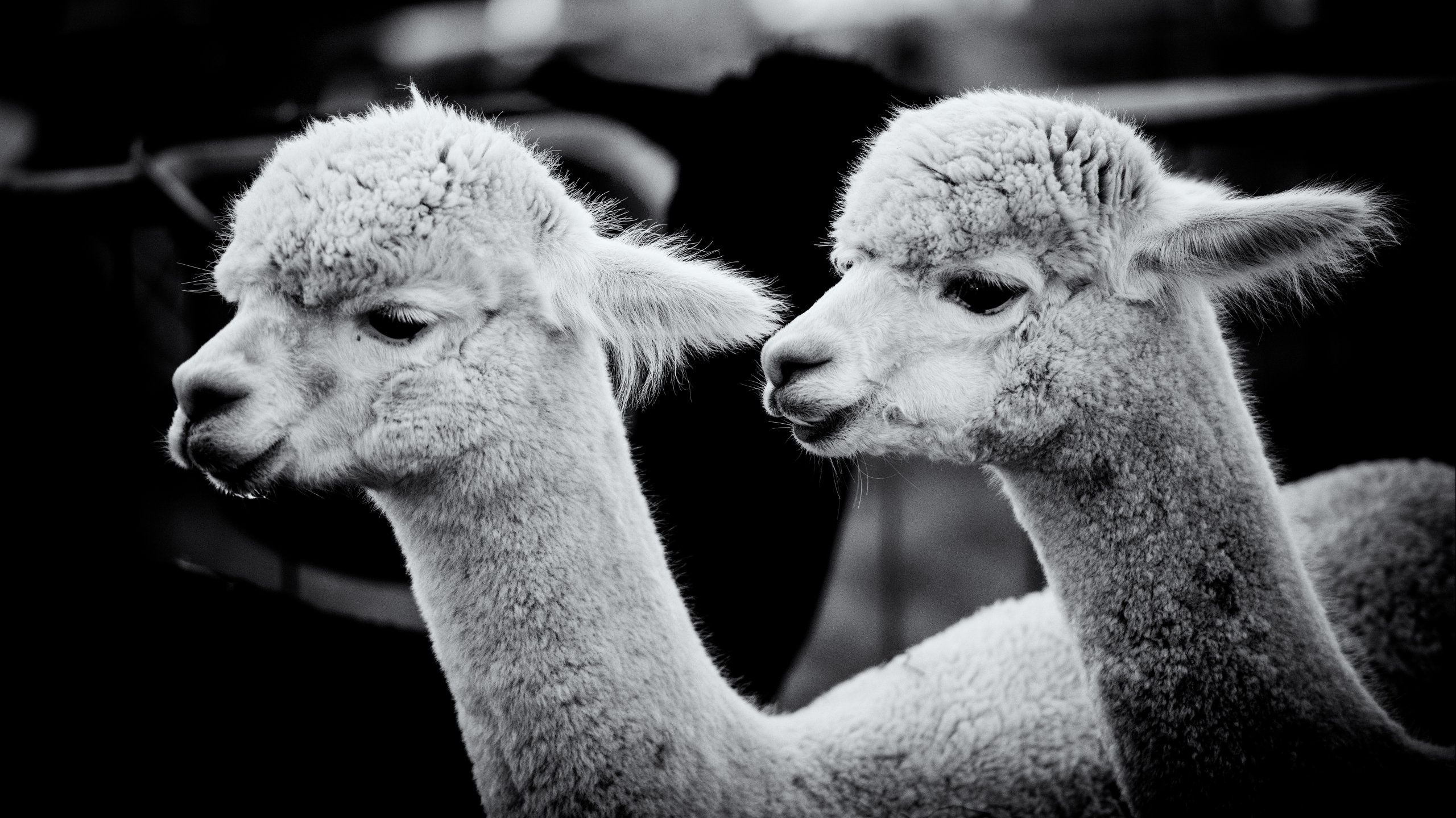 Awesome alpaca wallpaper, HD desktop choice, Stunning visuals, Eye-catching design, 2560x1440 HD Desktop