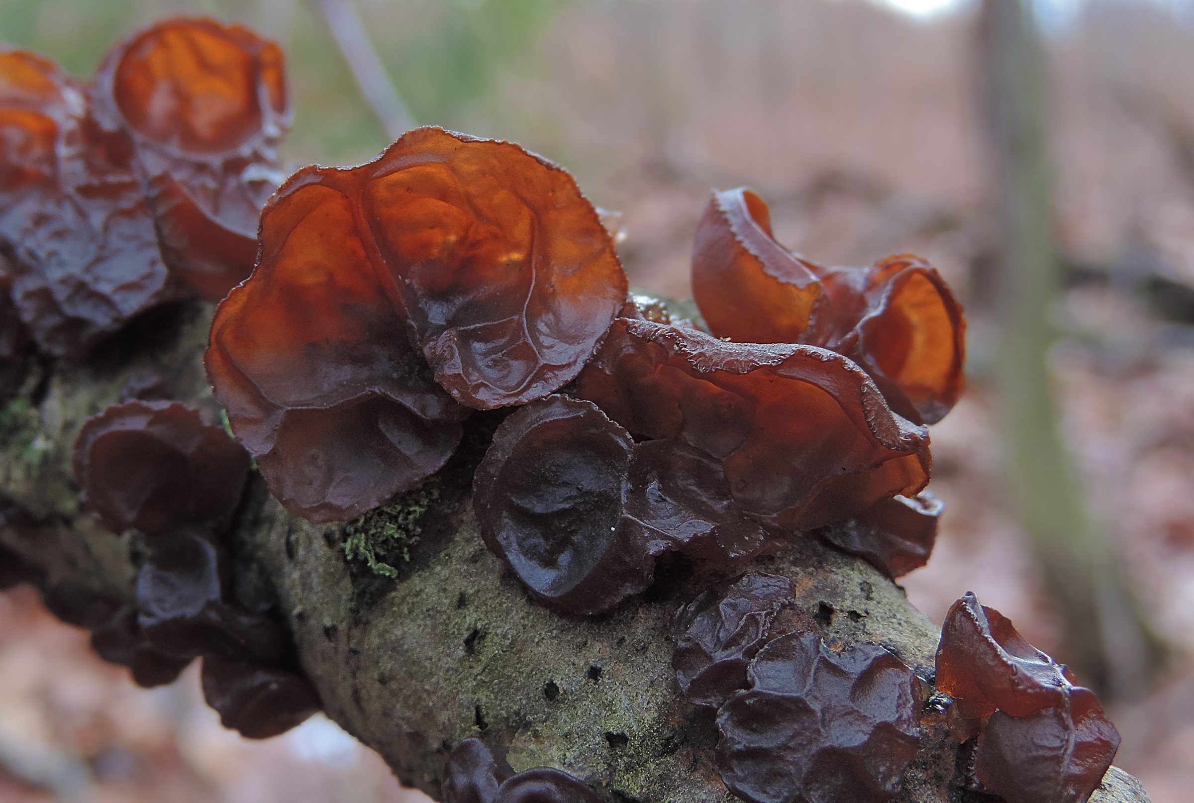 Wood Ear mushrooms, Food, 2400x1620 HD Desktop