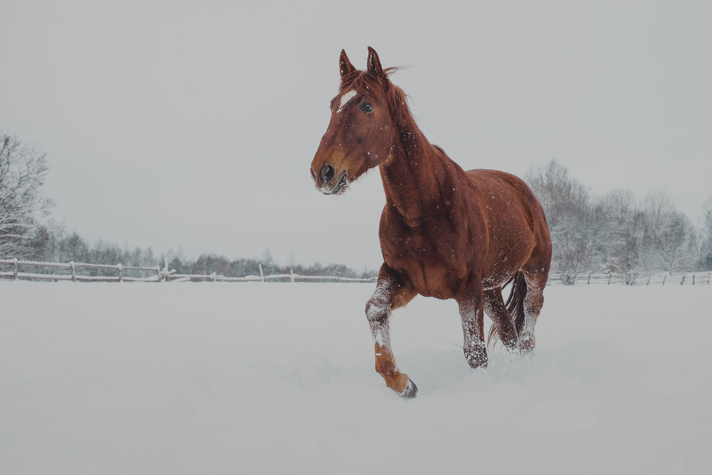 Winter farm, Horses in the Snow Wallpaper, 2400x1600 HD Desktop