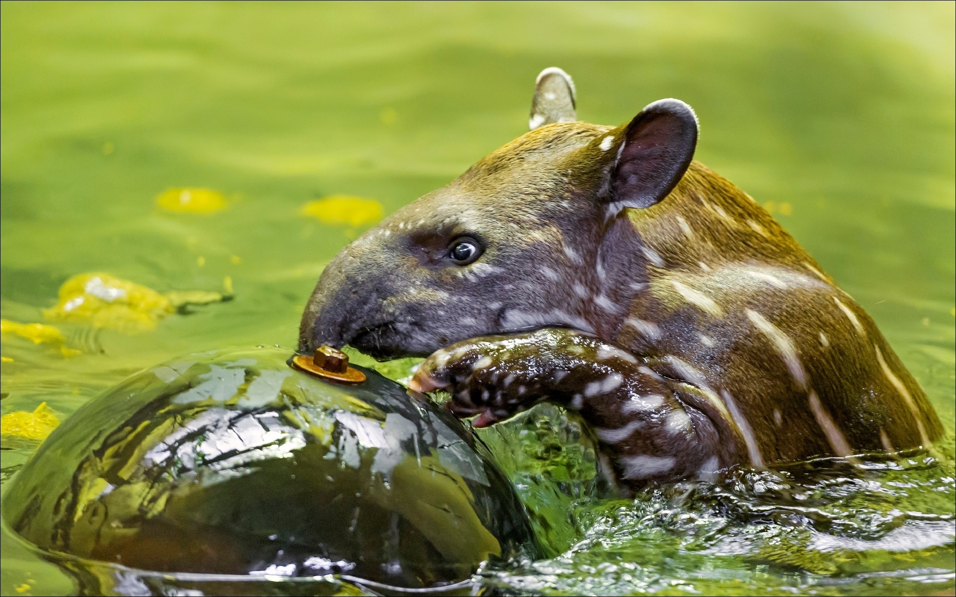 Tapir wallpapers, Collection, Tapir, Background, 1920x1200 HD Desktop