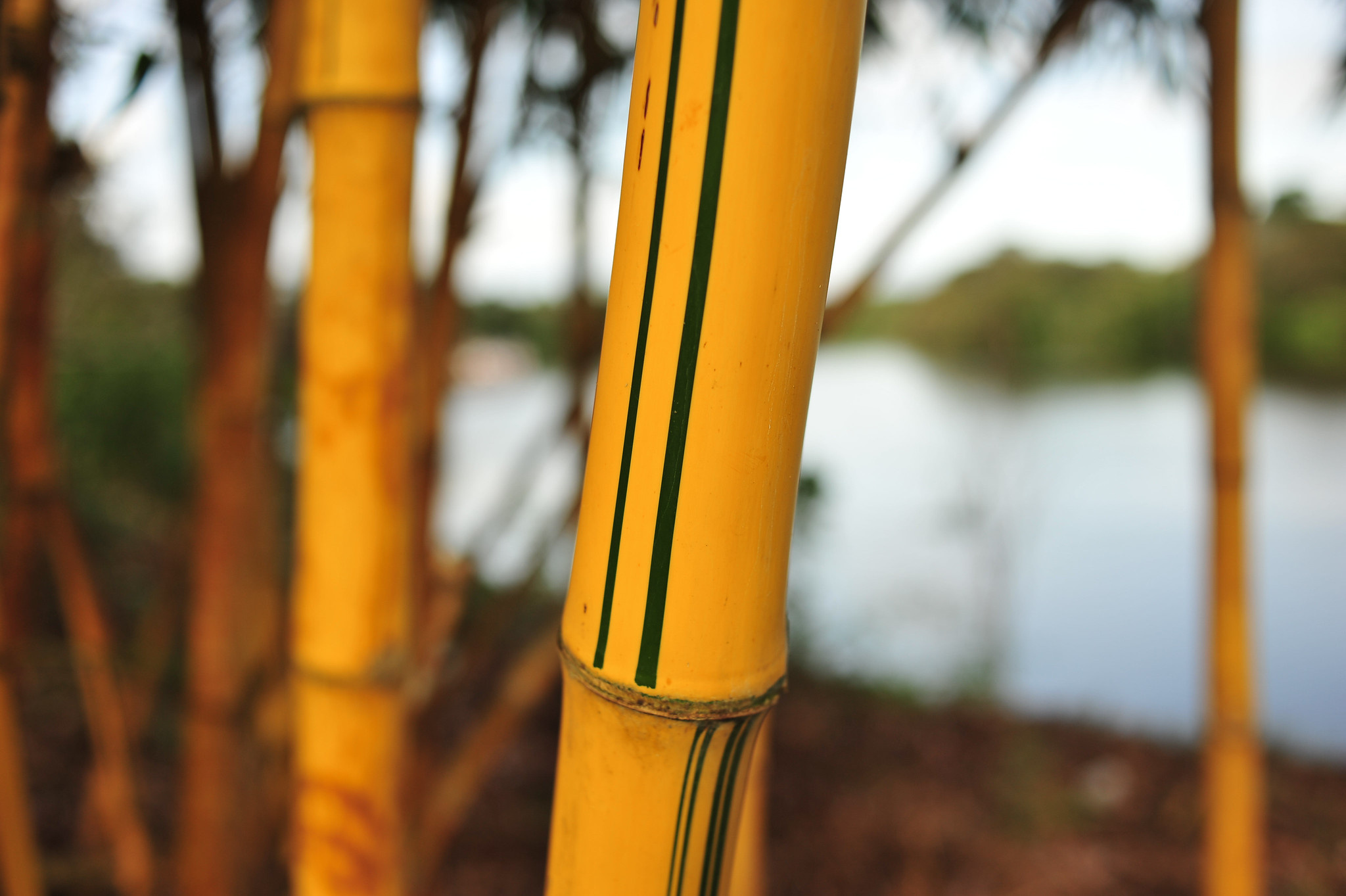 Golden Hawaiian, Bamboo Wallpaper, 2050x1370 HD Desktop