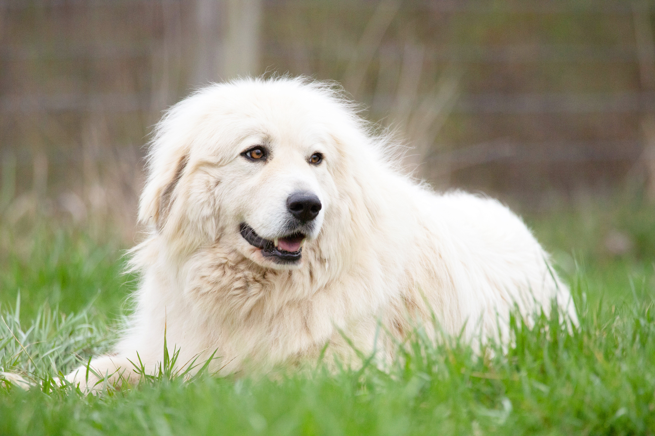 Great Pyrenees animals, Majestic breed, Gentle giants, Lovable companions, 2130x1420 HD Desktop