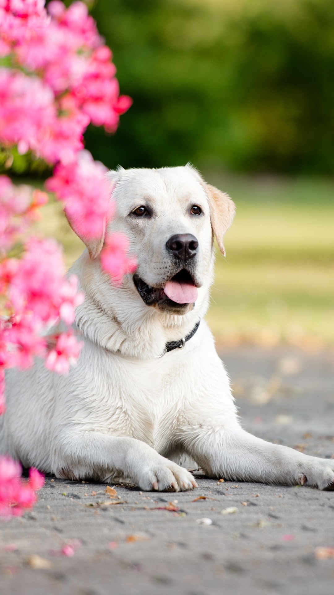 Akbash Dog, Pink and white dogs, Popular wallpapers, Pink and white backgrounds, 1080x1920 Full HD Phone