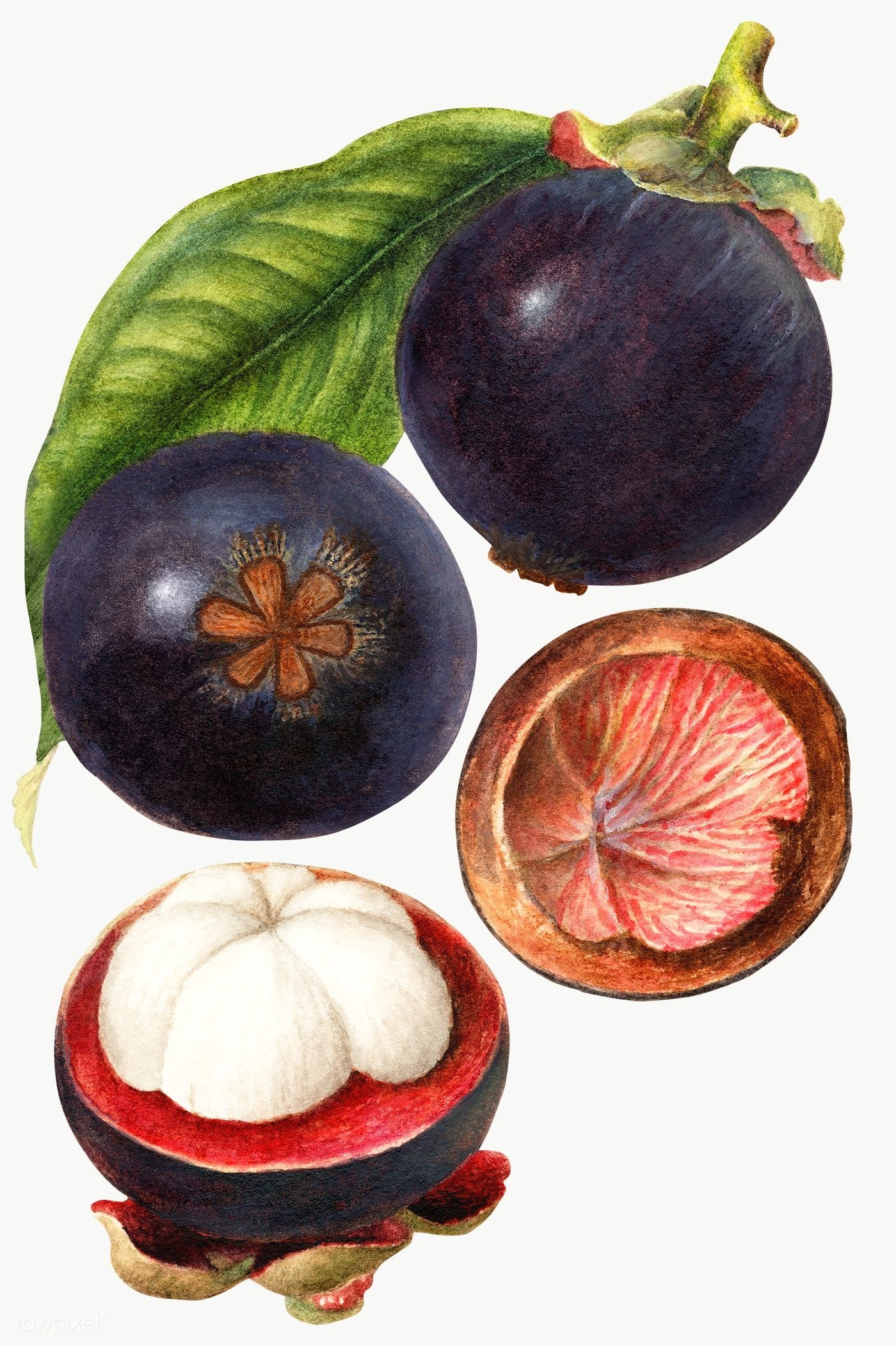 Mangosteen, Vintage illustration, Department of Agriculture, Art projects, 1400x2100 HD Phone
