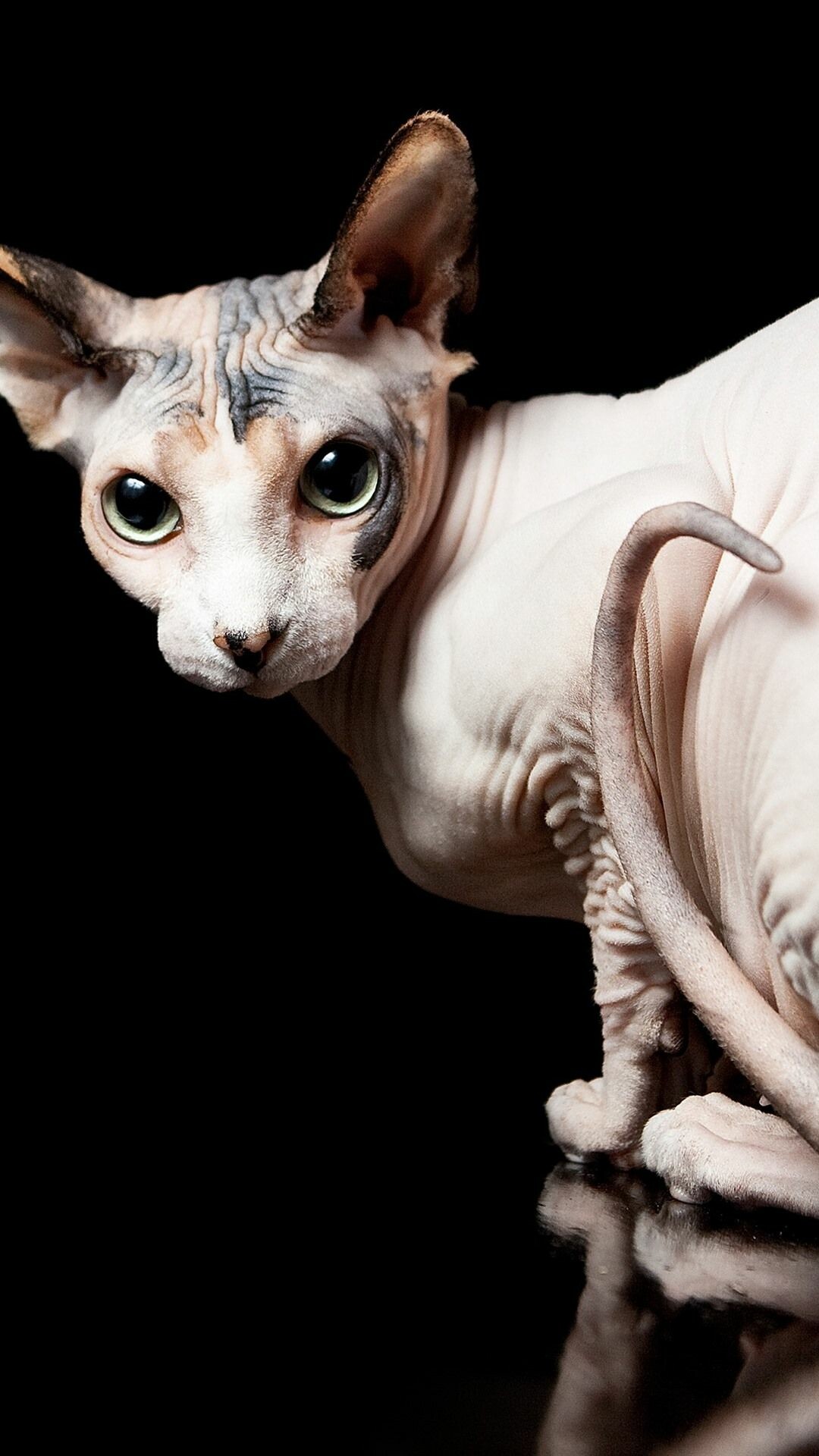 Sphynx Cat, Enchanting photos, Cute and quirky, Feline videos, 1080x1920 Full HD Phone