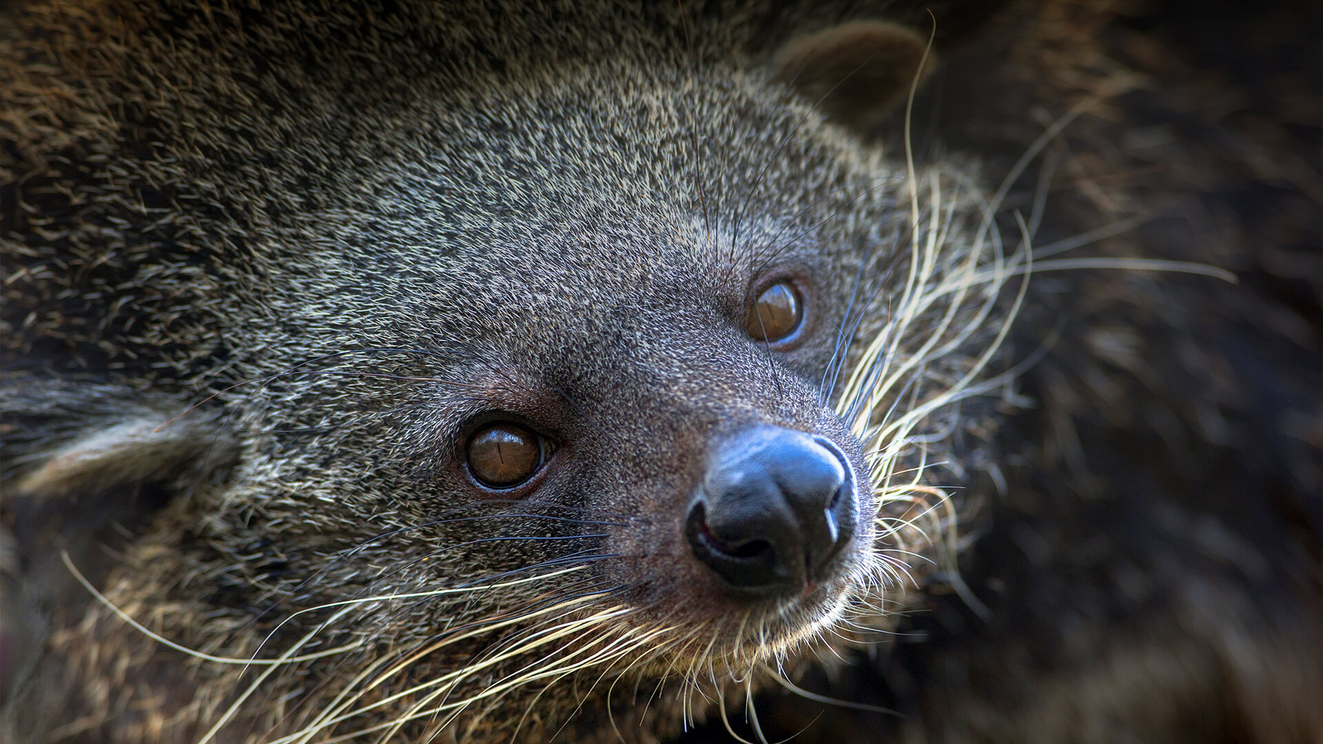 Binturong wallpapers, Animal pictures, 4K wallpapers, 2019 collection, 1920x1080 Full HD Desktop