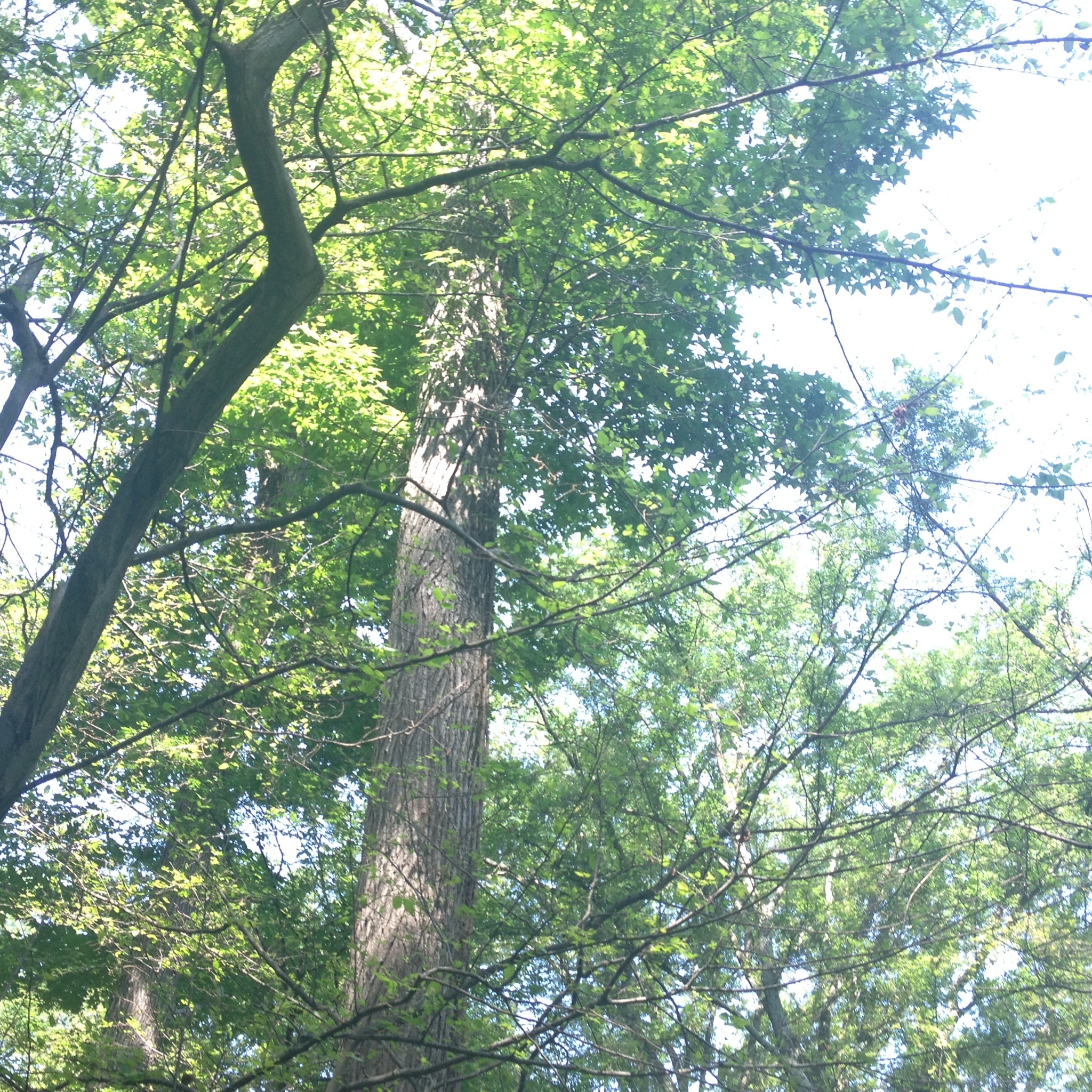 Walk through trees, Elm tree, Nature, Page 6, 2050x2050 HD Phone