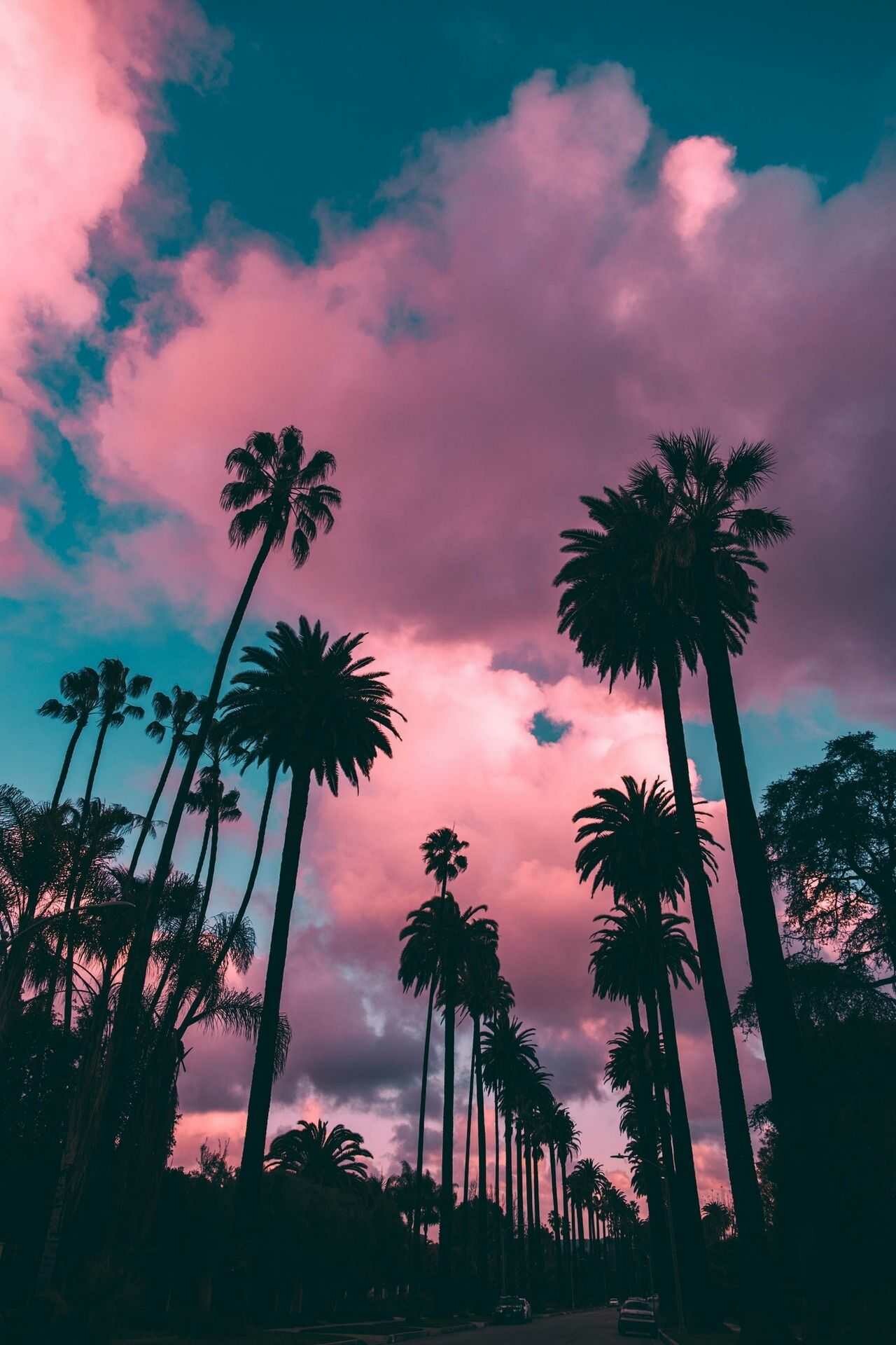 Palm tree beauty, Tropical vibes, Beach escapes, Serene landscapes, 1280x1920 HD Phone