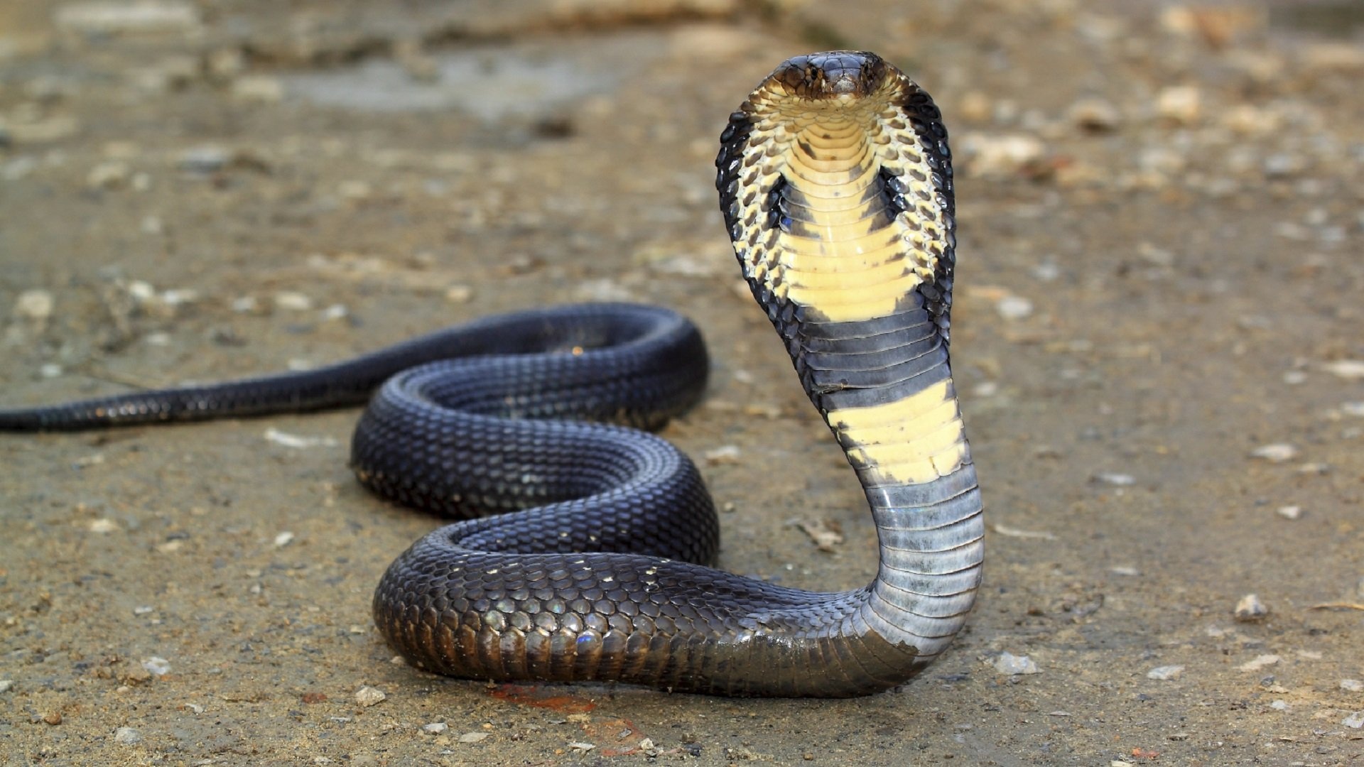 Download King Cobra wallpapers, Reptilian glory, Nature's marvels, HD backgrounds, 1920x1080 Full HD Desktop