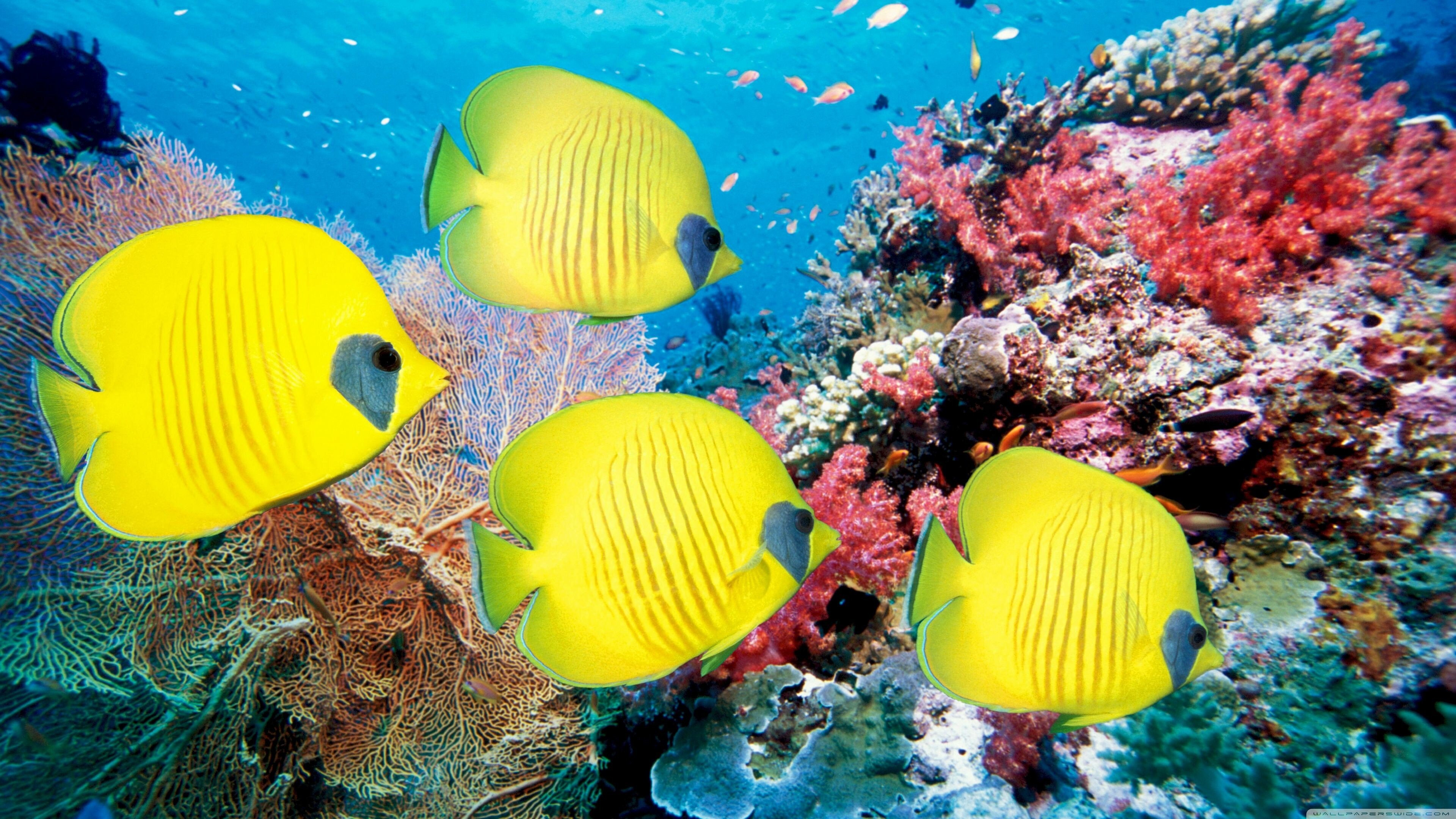 Bluecheek butterflyfish, Fish Wallpaper, 3840x2160 4K Desktop