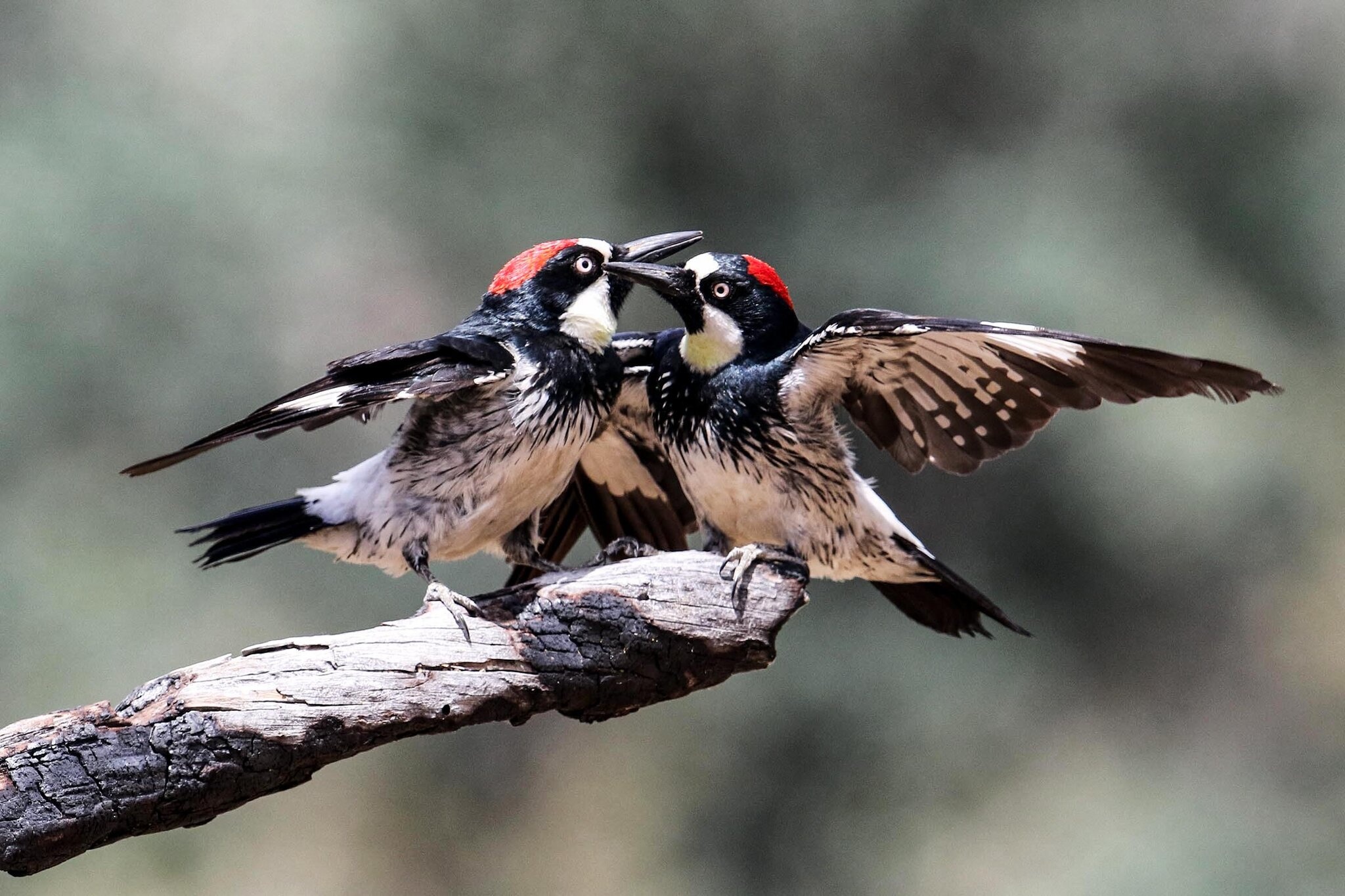 Woodpecker kingdom, Spectator sport, Avian warfare, Nature's drama, 2050x1370 HD Desktop