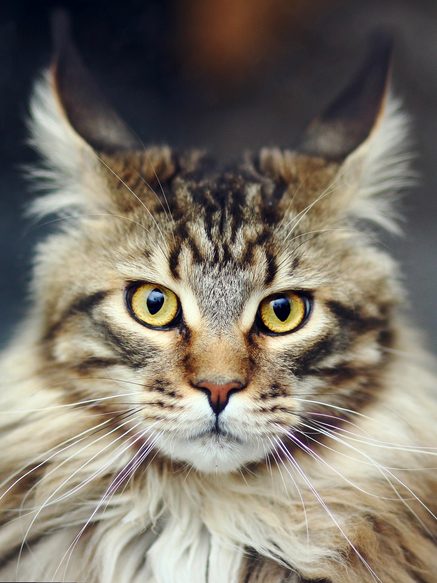 Brown blotched tabby, Maine Coon Wallpaper, 1540x2050 HD Phone