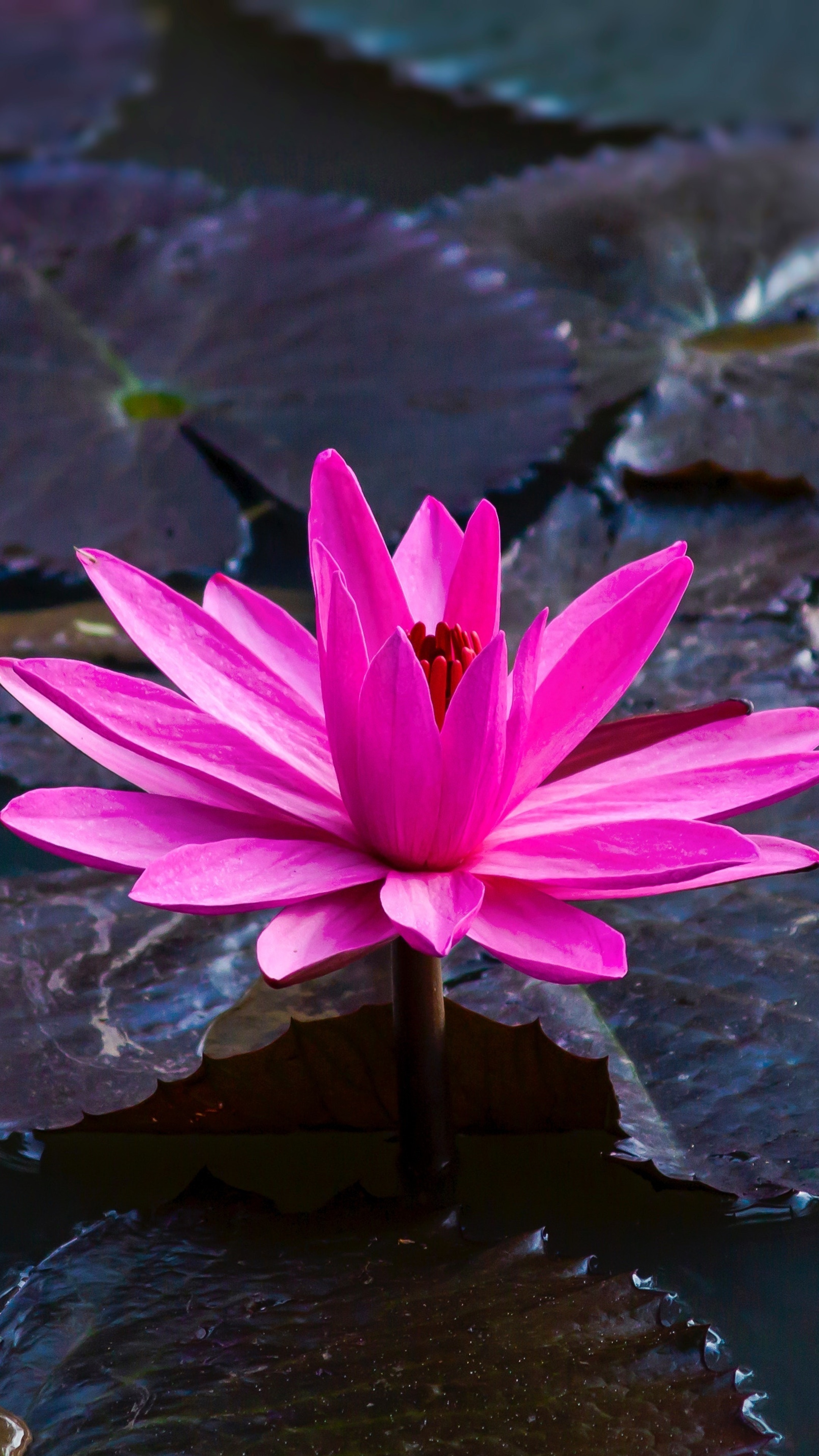 Hairy water lily, Lotus (Flower) Wallpaper, 2160x3840 4K Phone