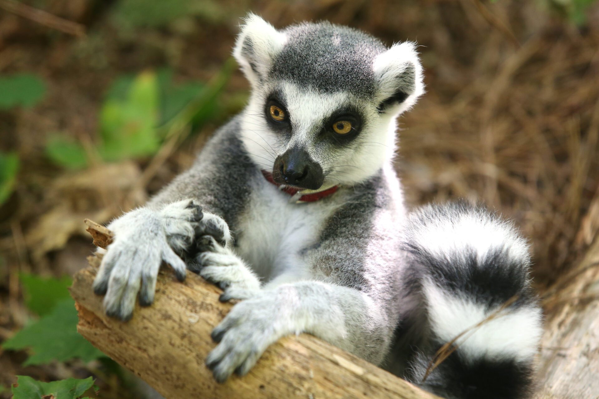 Ring Tailed Lemur, Animals, Duke lemur, Lemur center, 1920x1280 HD Desktop