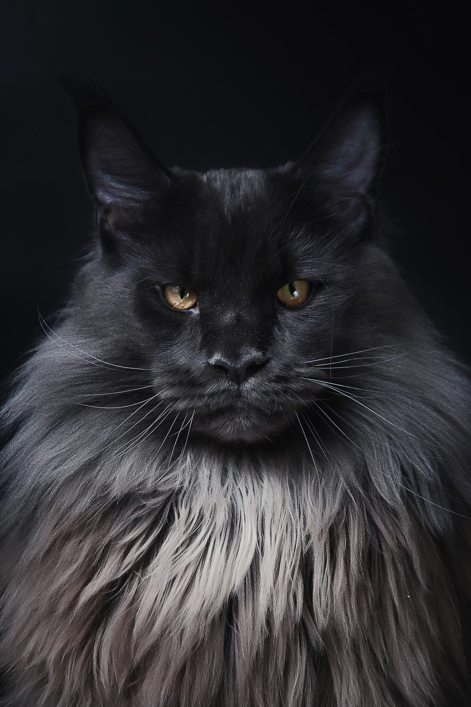 Maine Coon wallpapers, Ryan Thompson's post, Stunning visuals, Feline admiration, 1500x2260 HD Phone