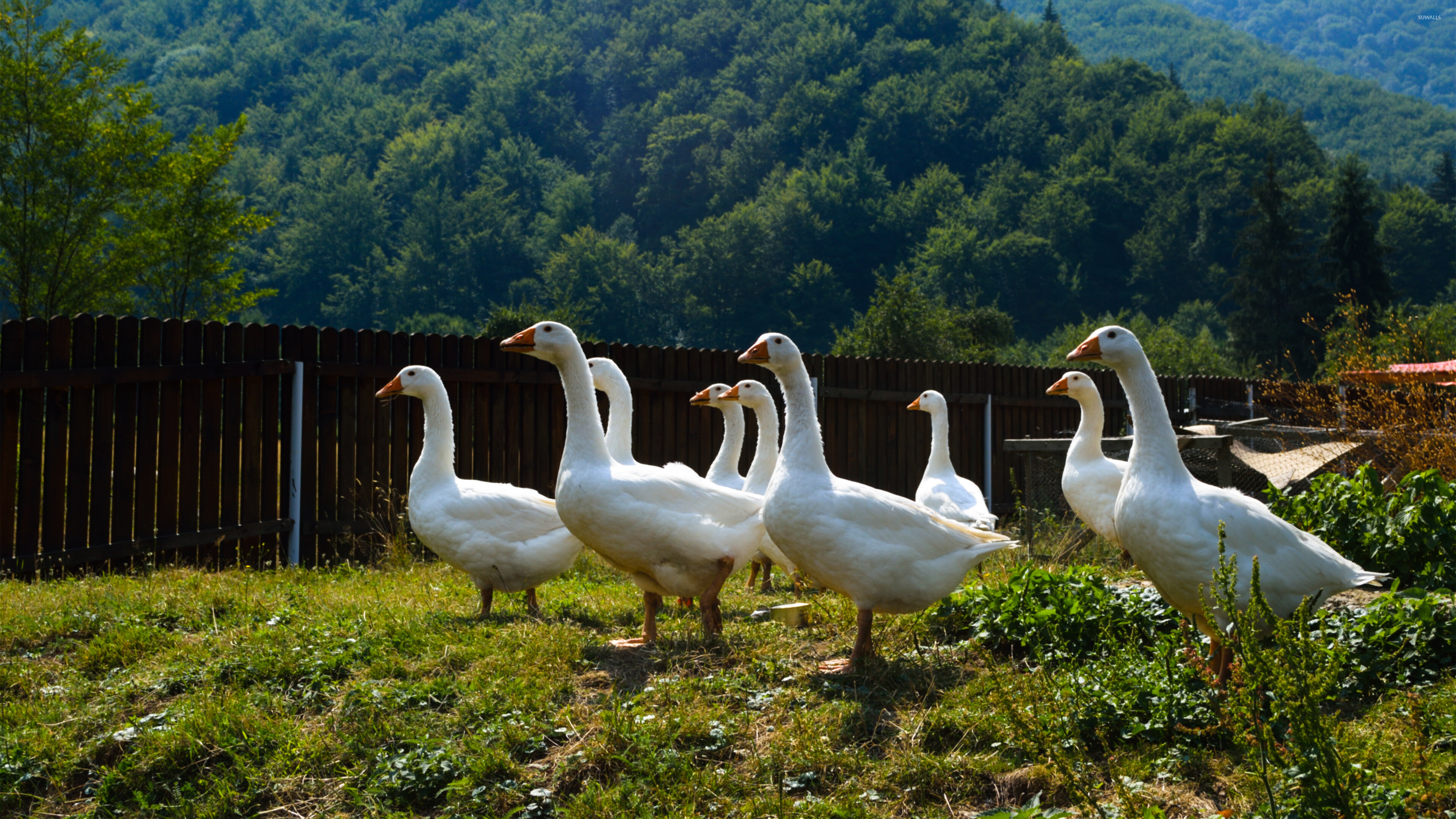 Curious geese, Captivating wallpaper, Animal wonders, Mesmerizing scene, 3840x2160 4K Desktop