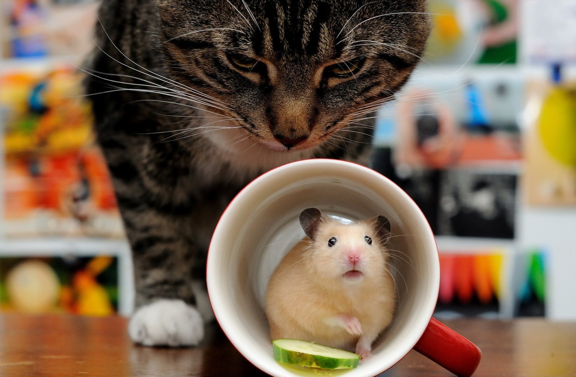 Cat and hamster, Hamsters Wallpaper, 1920x1260 HD Desktop