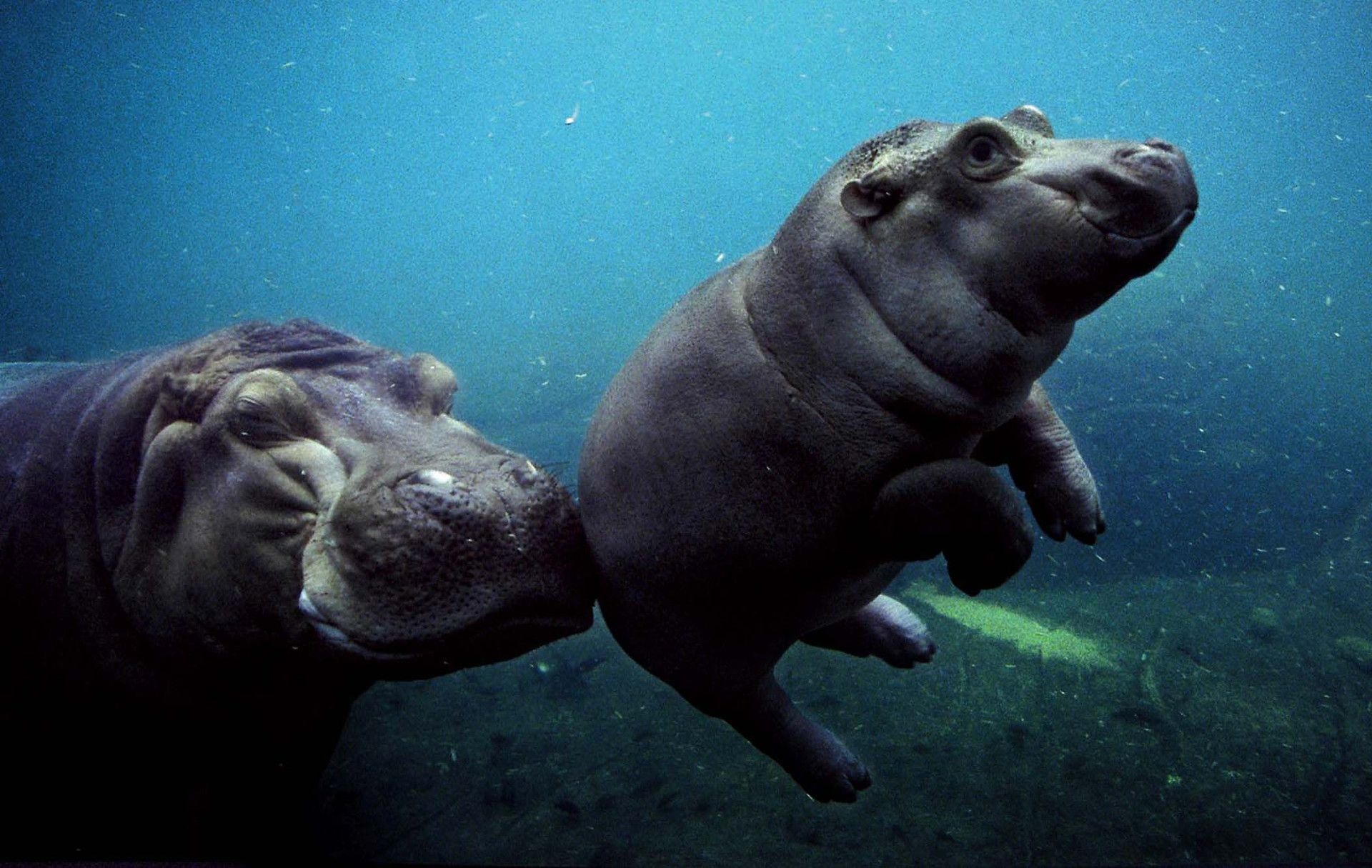 Top free, Baby hippo, Backgrounds, 1920x1220 HD Desktop