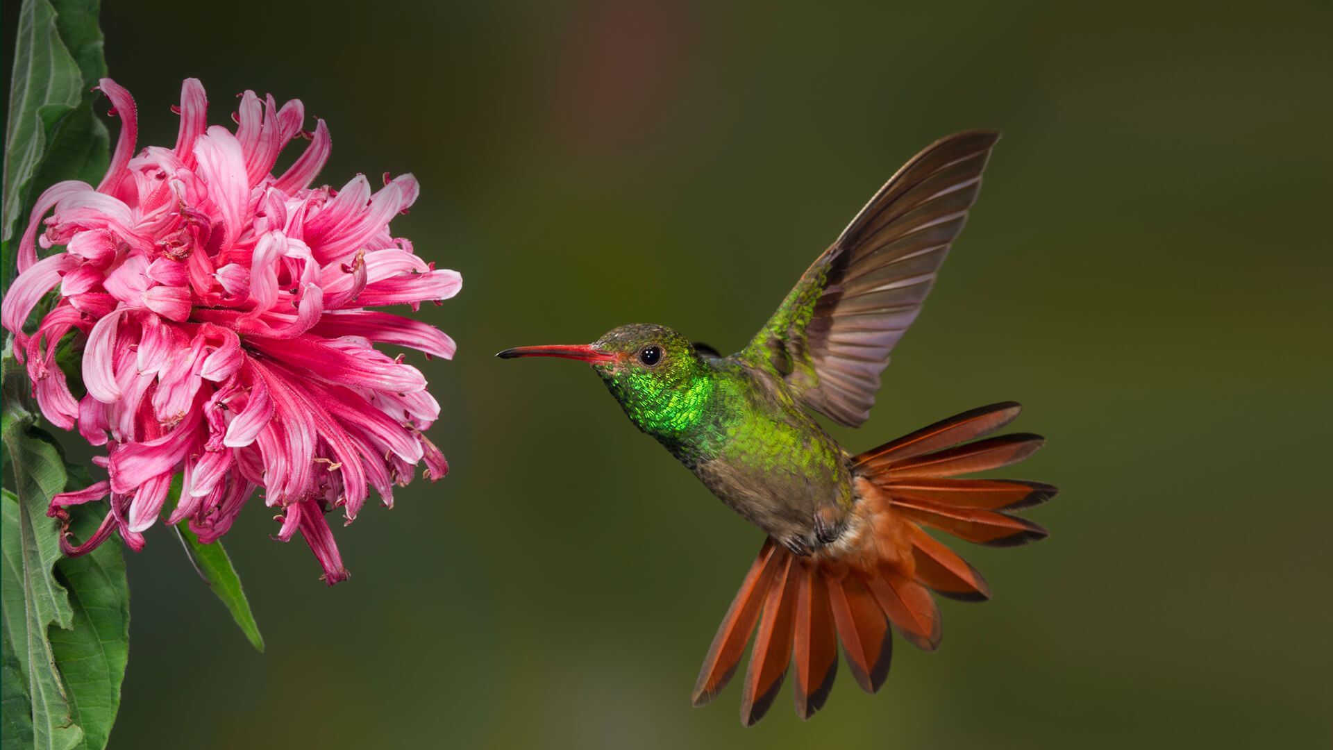 Hummingbird, HQ pictures, 4K wallpapers, 1920x1080 Full HD Desktop