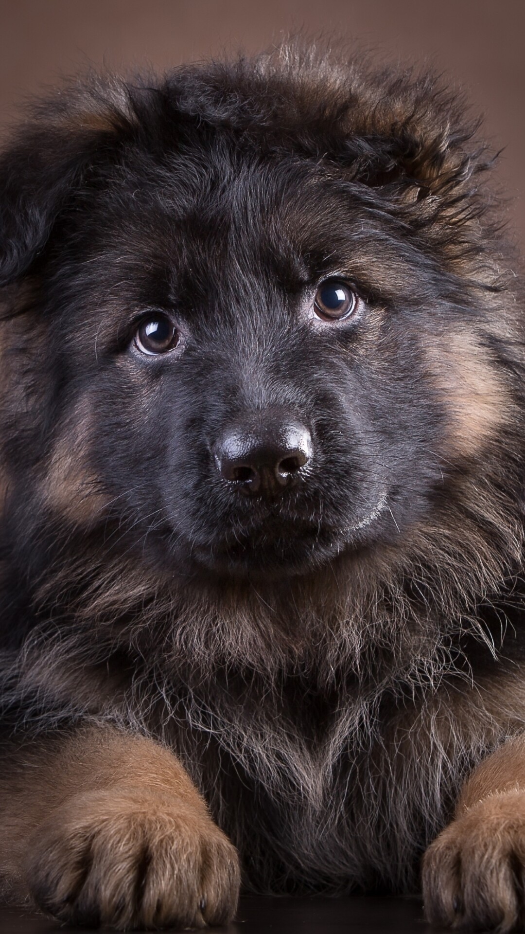 Fluffy, German Shepherds Wallpaper, 1080x1920 Full HD Phone