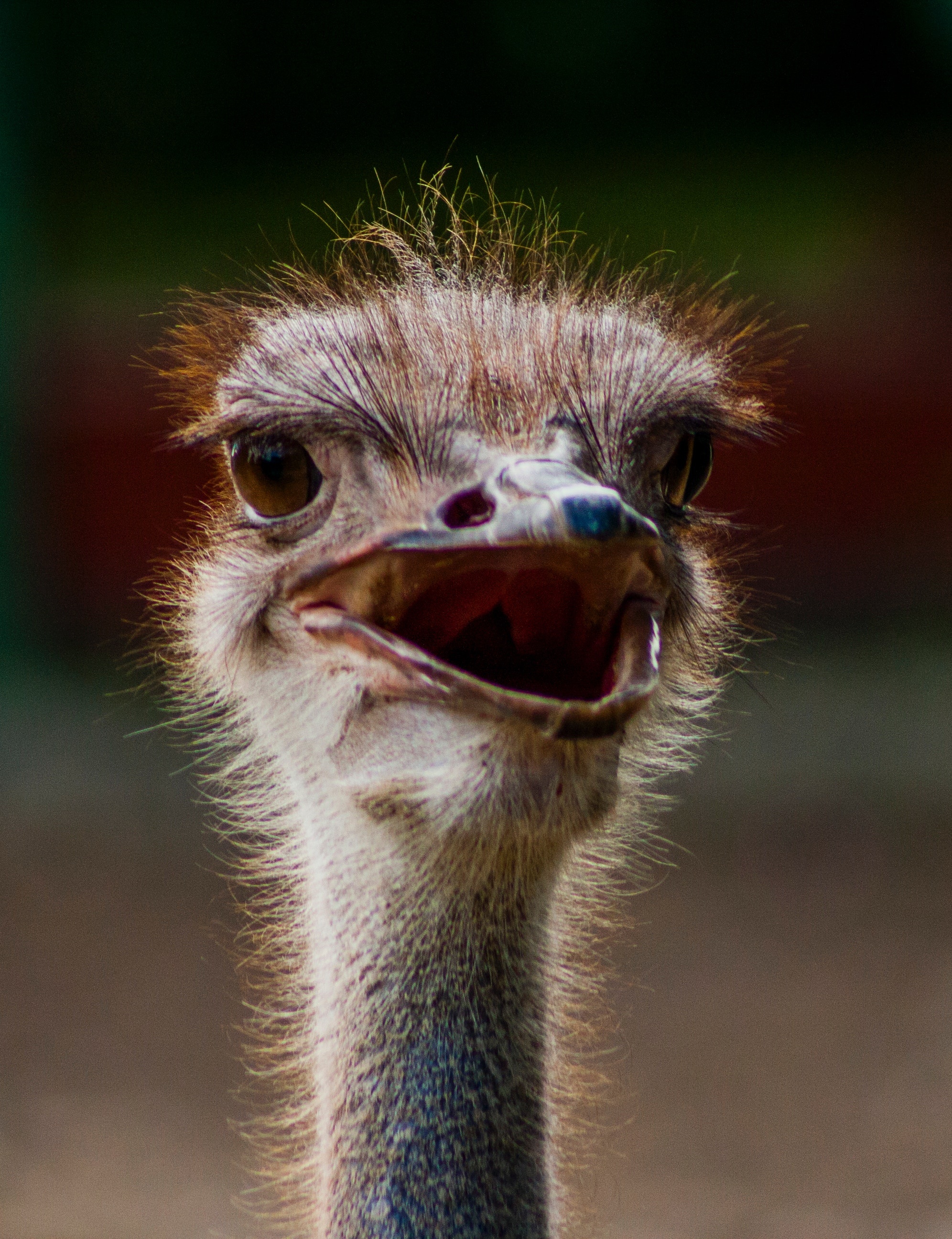 Ostrich species, Unique physical features, Natural habitats, Majestic creatures, 2000x2600 HD Phone