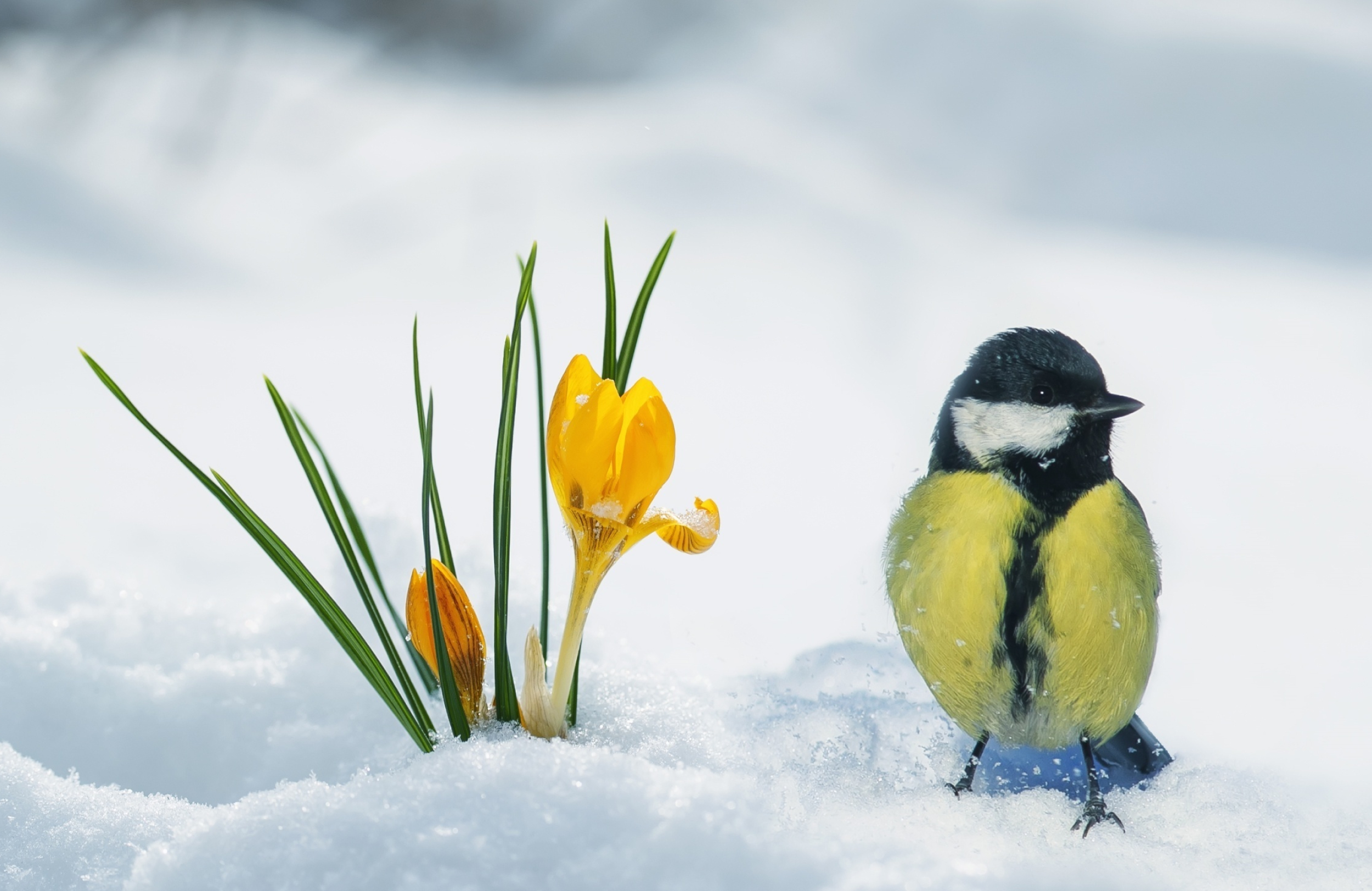 Winter Bird and Crocuses, Tit Bird Charm, Floral Beauty, Chilly Delight, 2500x1630 HD Desktop