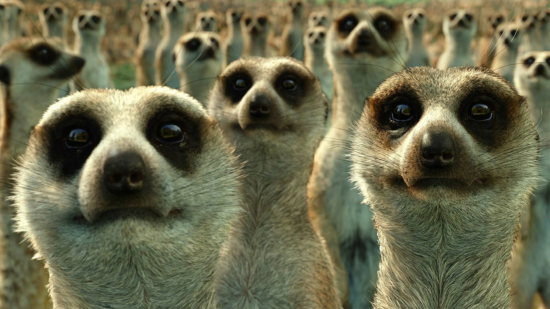 Meerkats, Life of Pi Wallpaper, 1920x1080 Full HD Desktop
