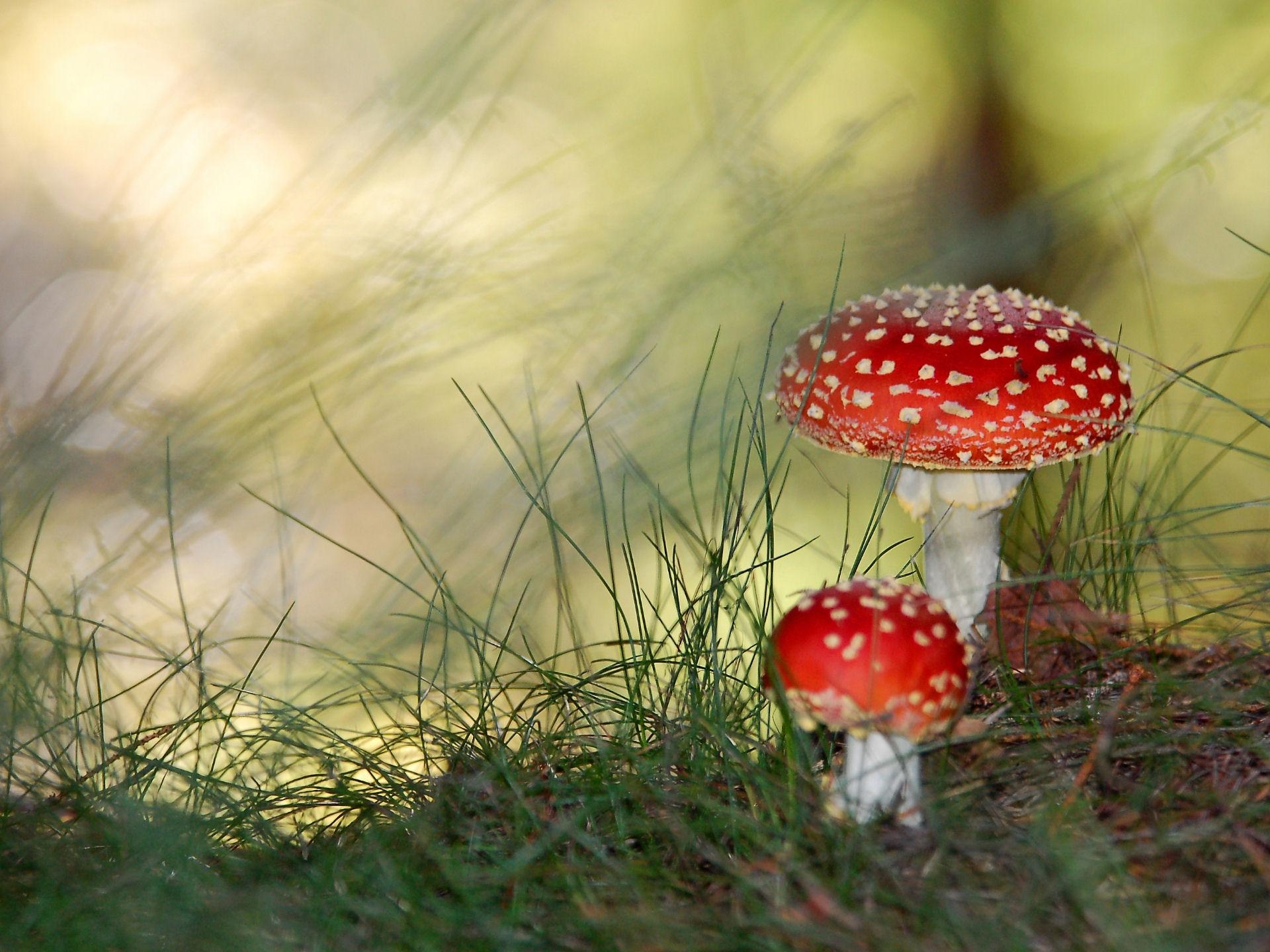 Mushroom HD wallpapers, Mushroom backgrounds, Fungi's allure, Captivating nature, 1920x1440 HD Desktop