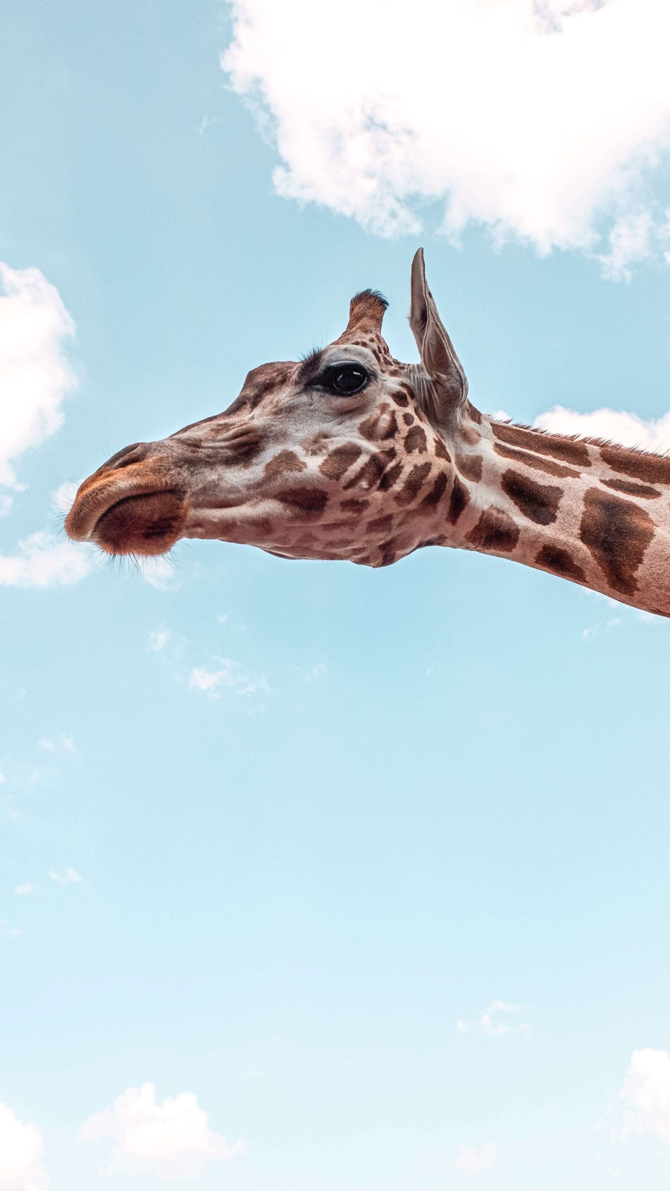 Giraffe under blue sky, 5k Sony Xperia enchantment, Nature's glory, Tranquil serenity, 2160x3840 4K Phone