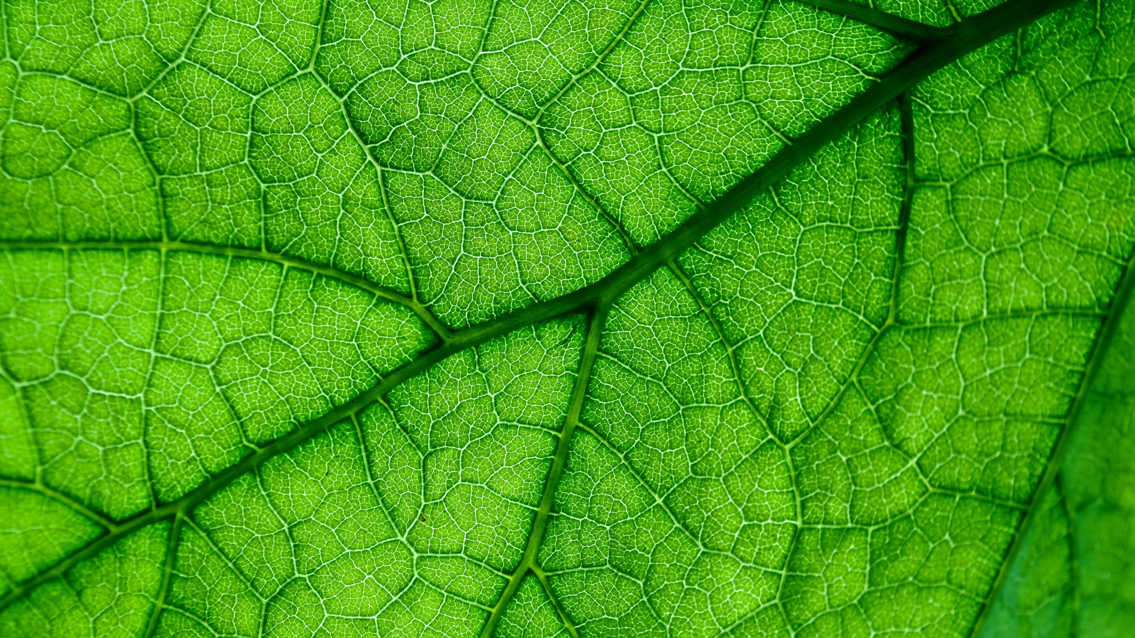 Veins close up, Green leaf, 4K wallpaper, HD image, 3840x2160 4K Desktop