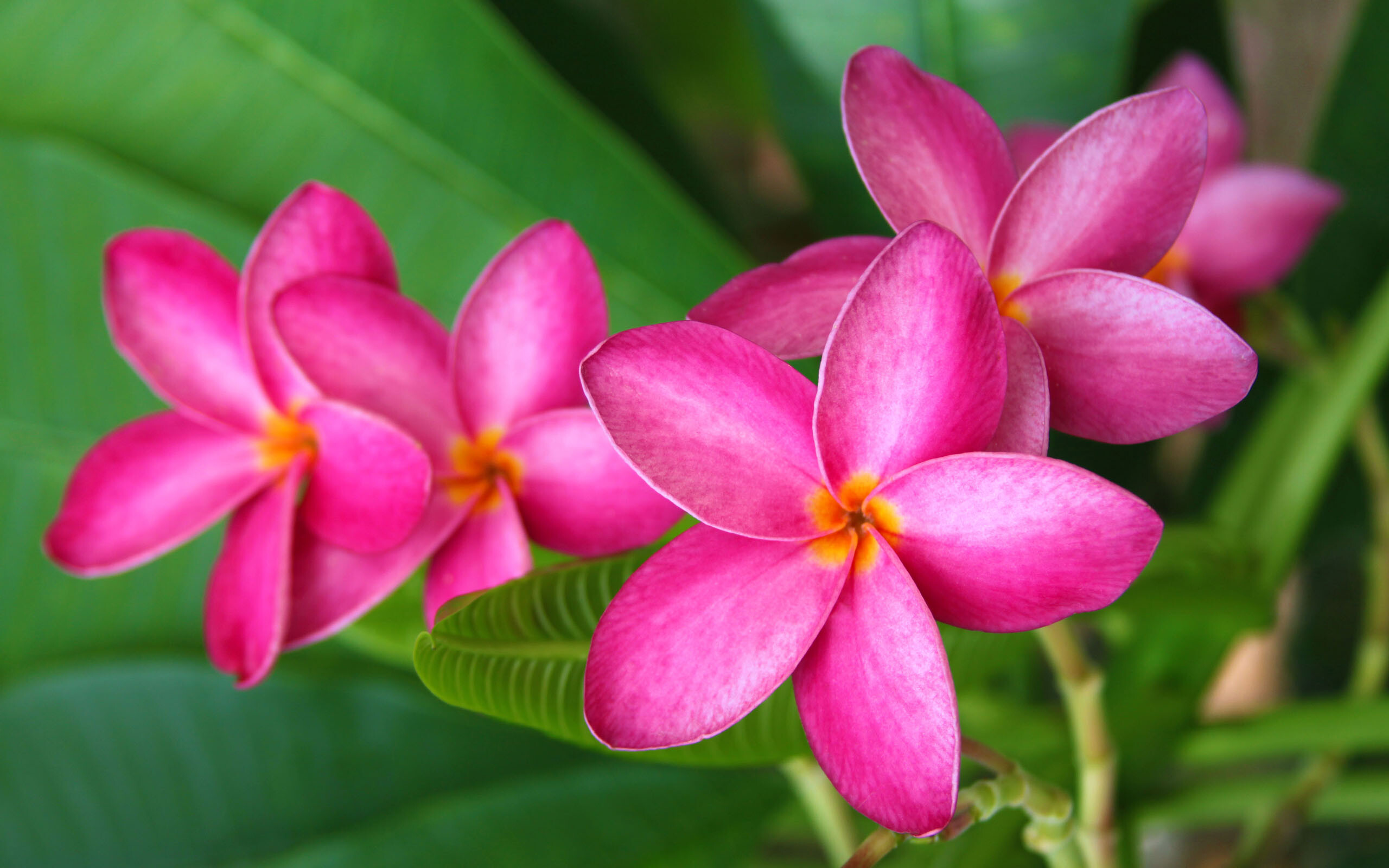 Frangipani, Plumeria Wallpaper, 2560x1600 HD Desktop